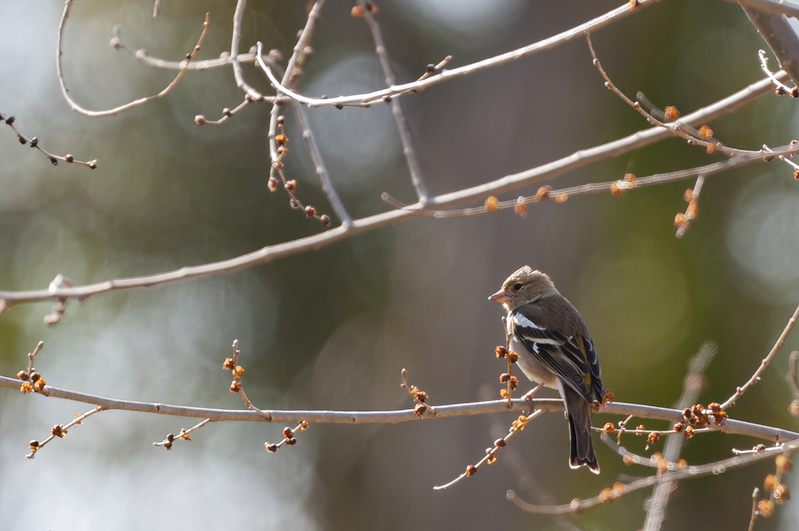 In the afternoon sun