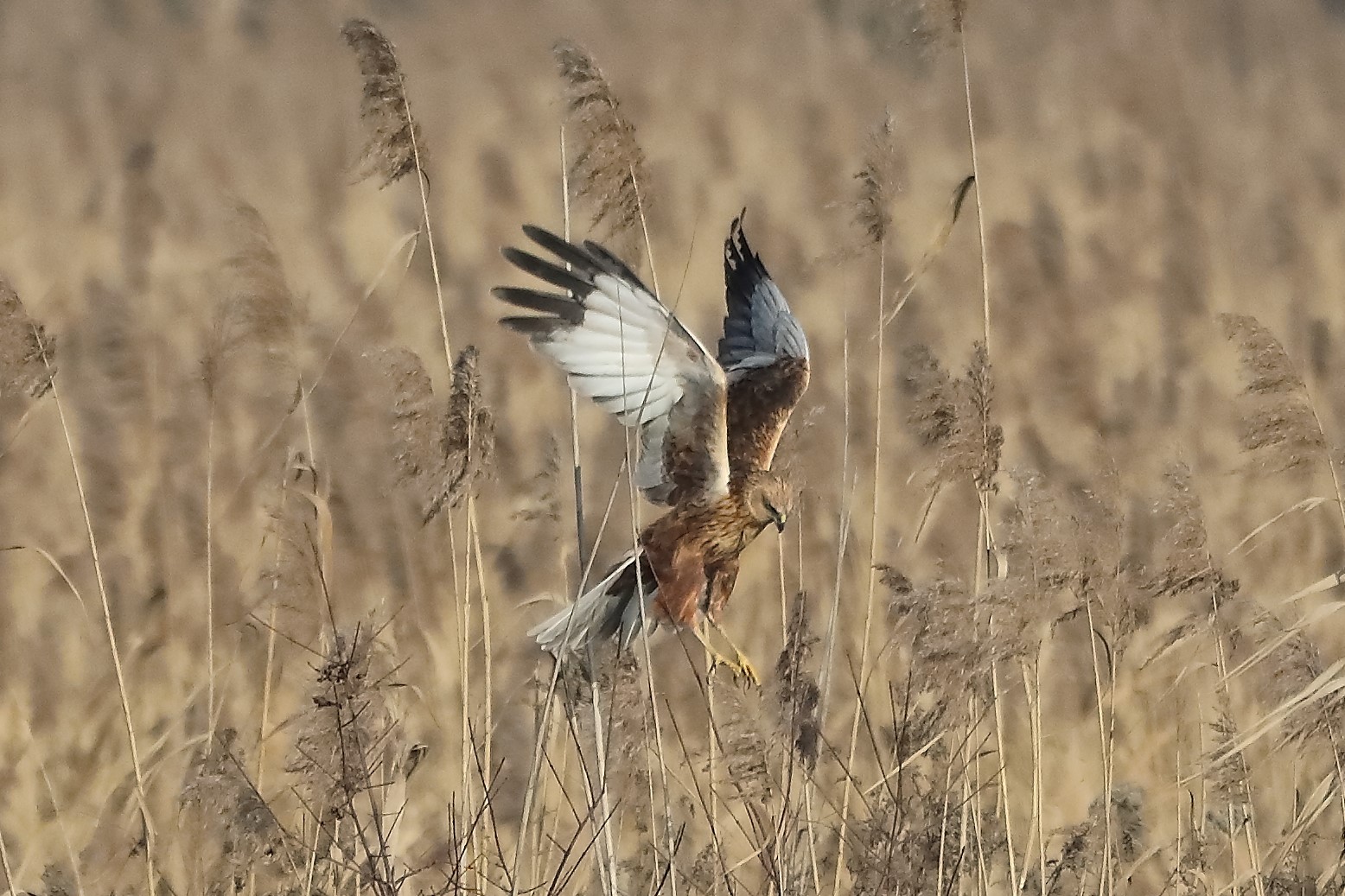 marsh falcon January 2022