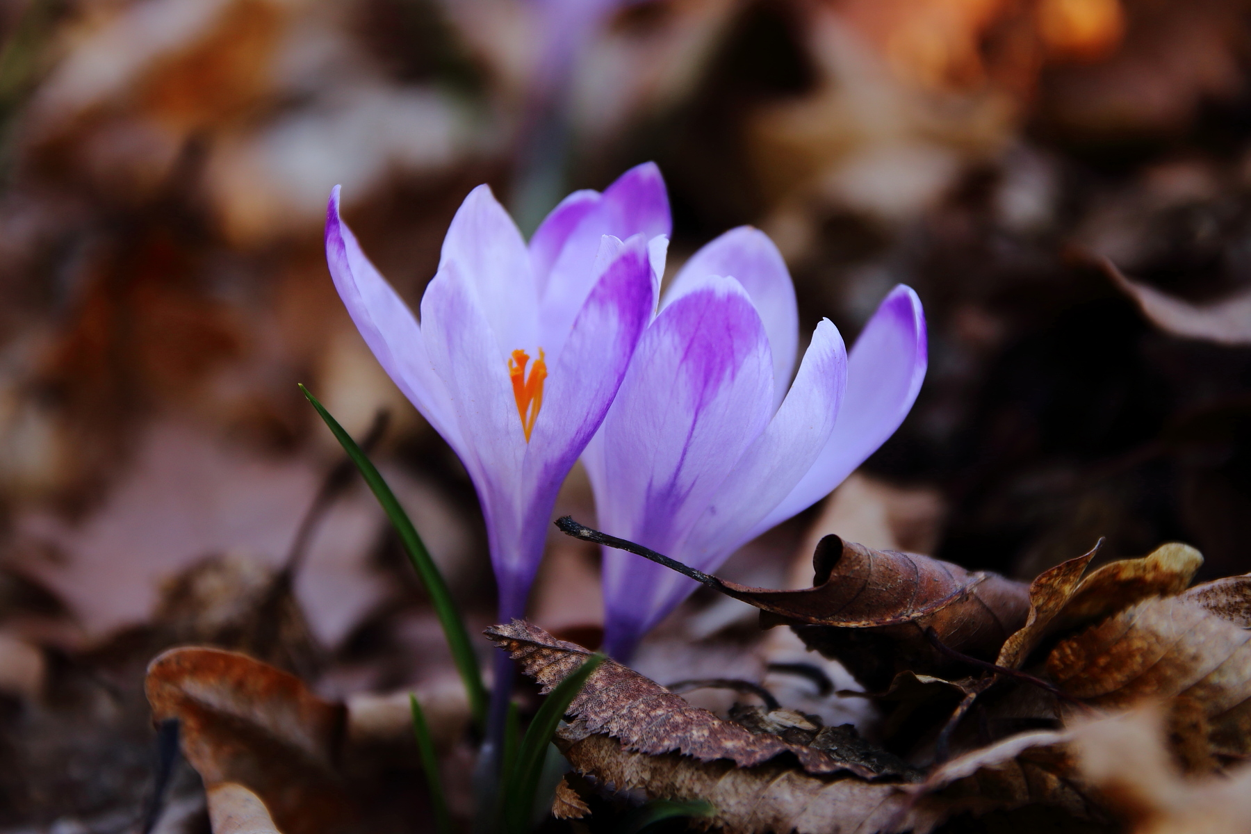 Crocus