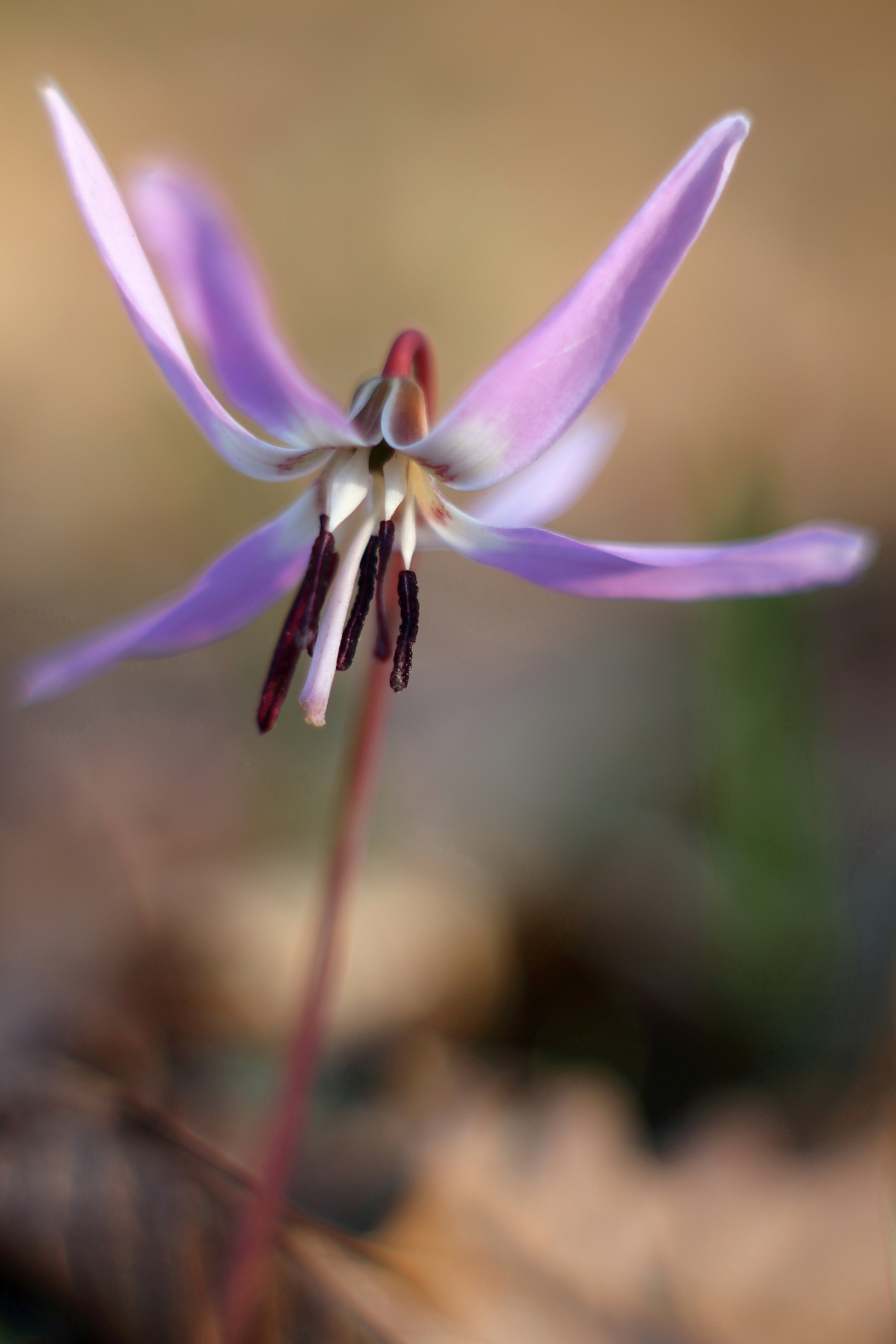 Dog's tooth