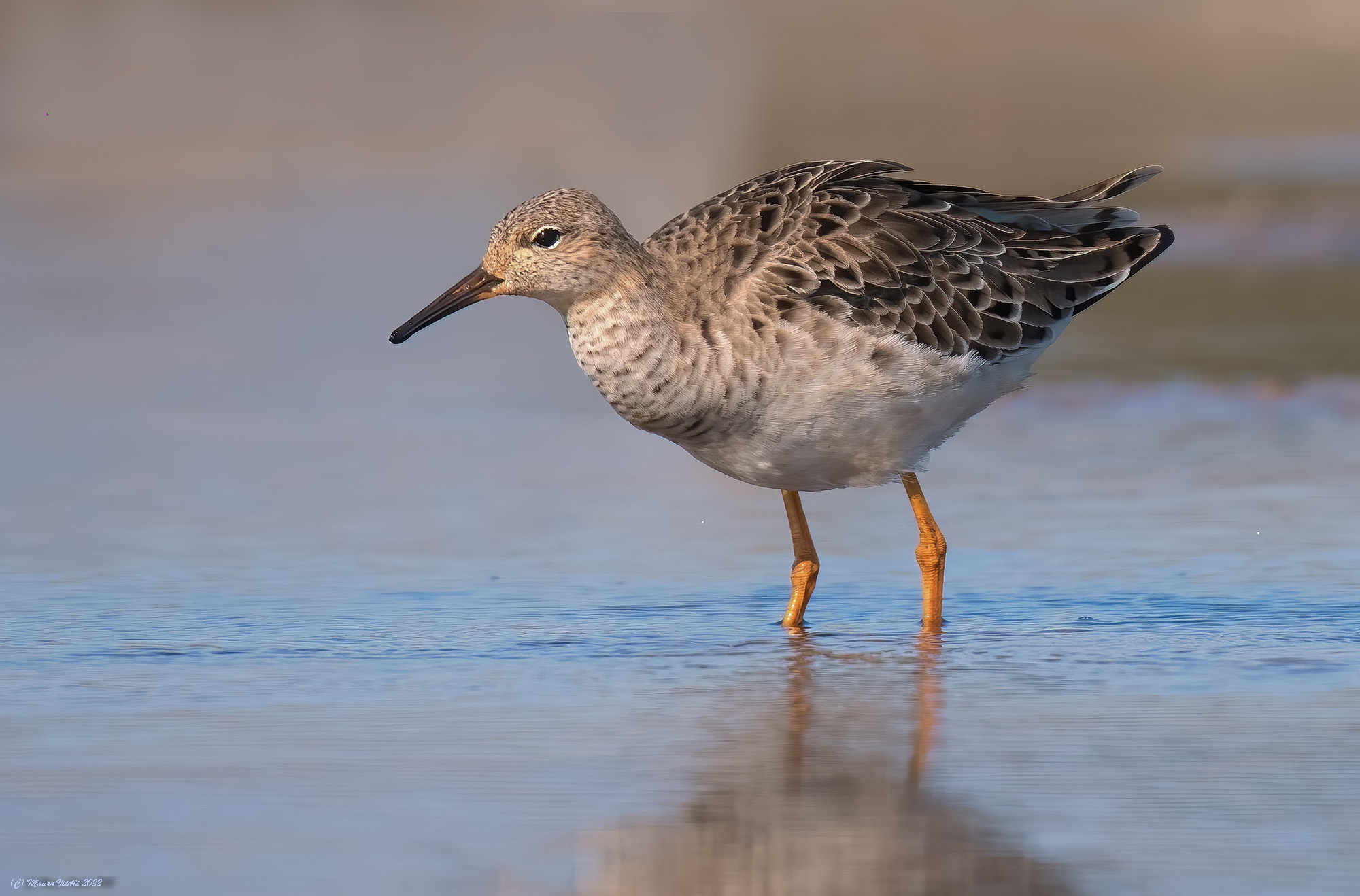 Fighter (Philomachus pugnax)