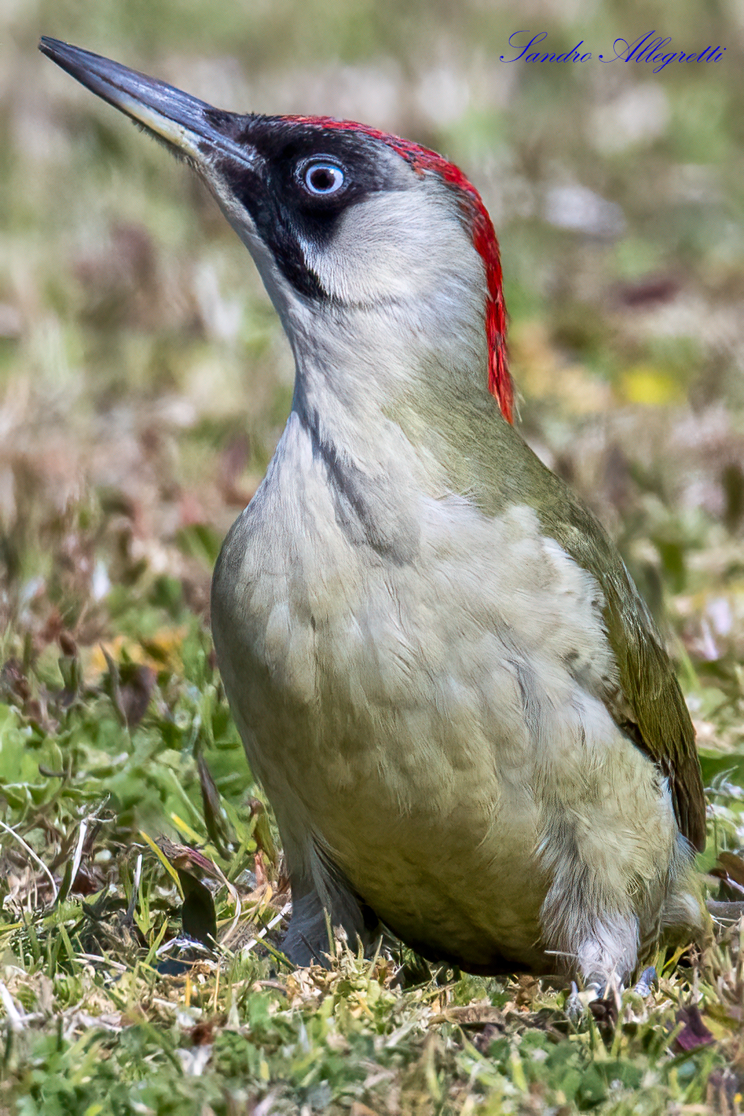 The green woodpecker (Picus viridis)