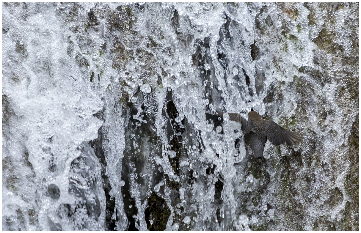 white-throated dipper