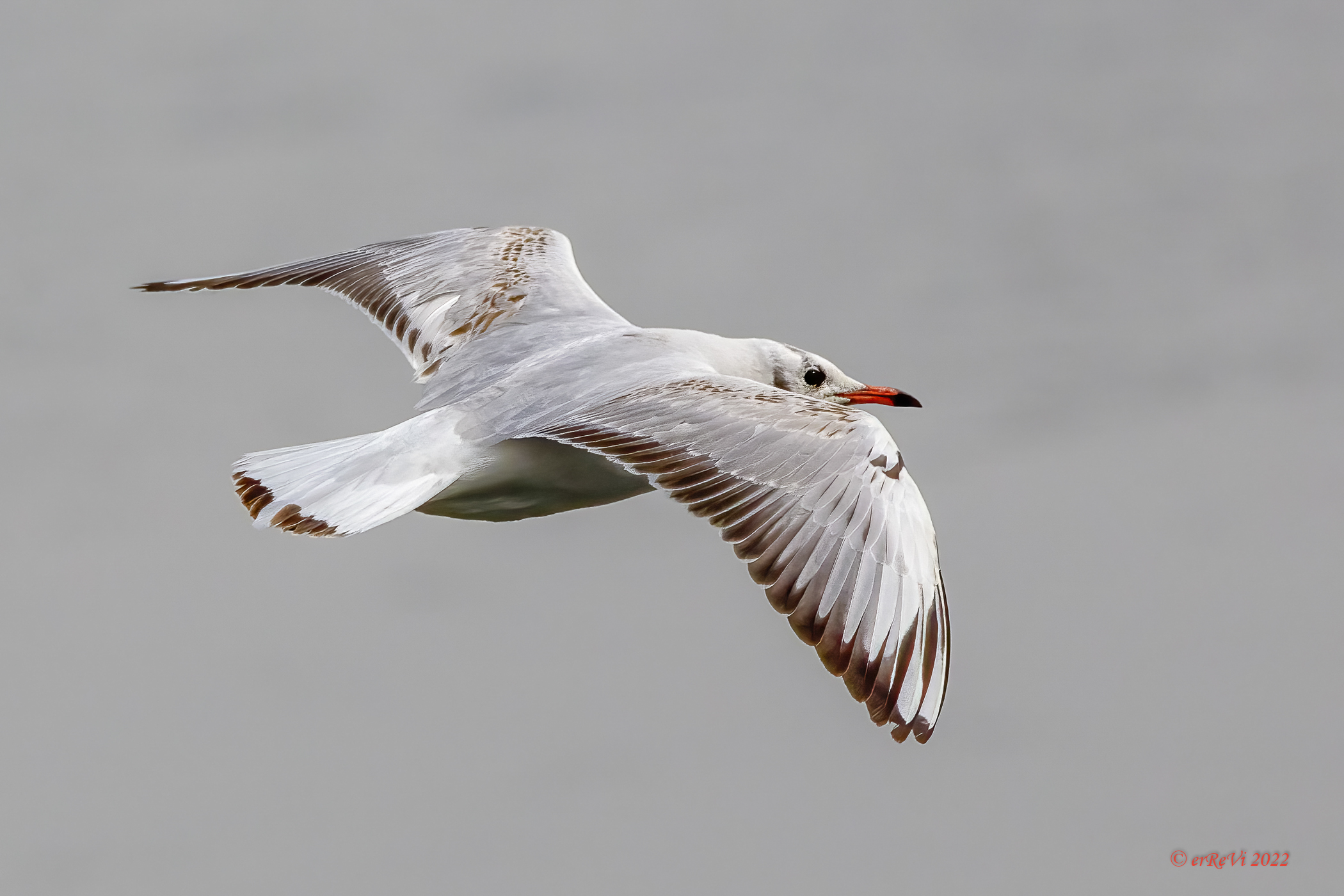 Gabbiano comune in abito invernale