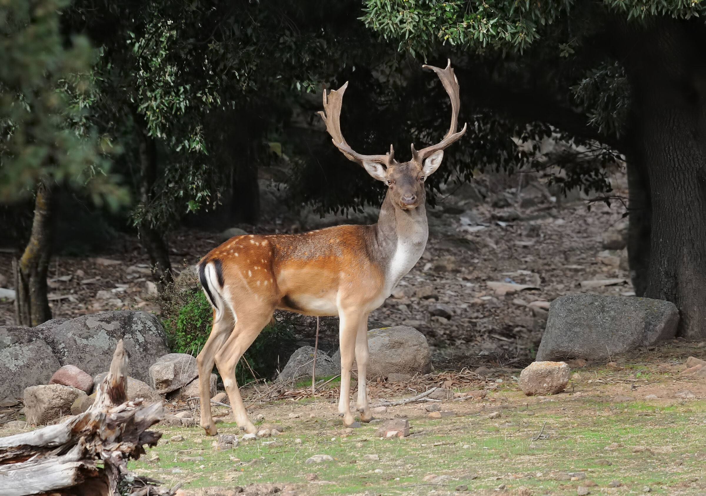 Fallow deer