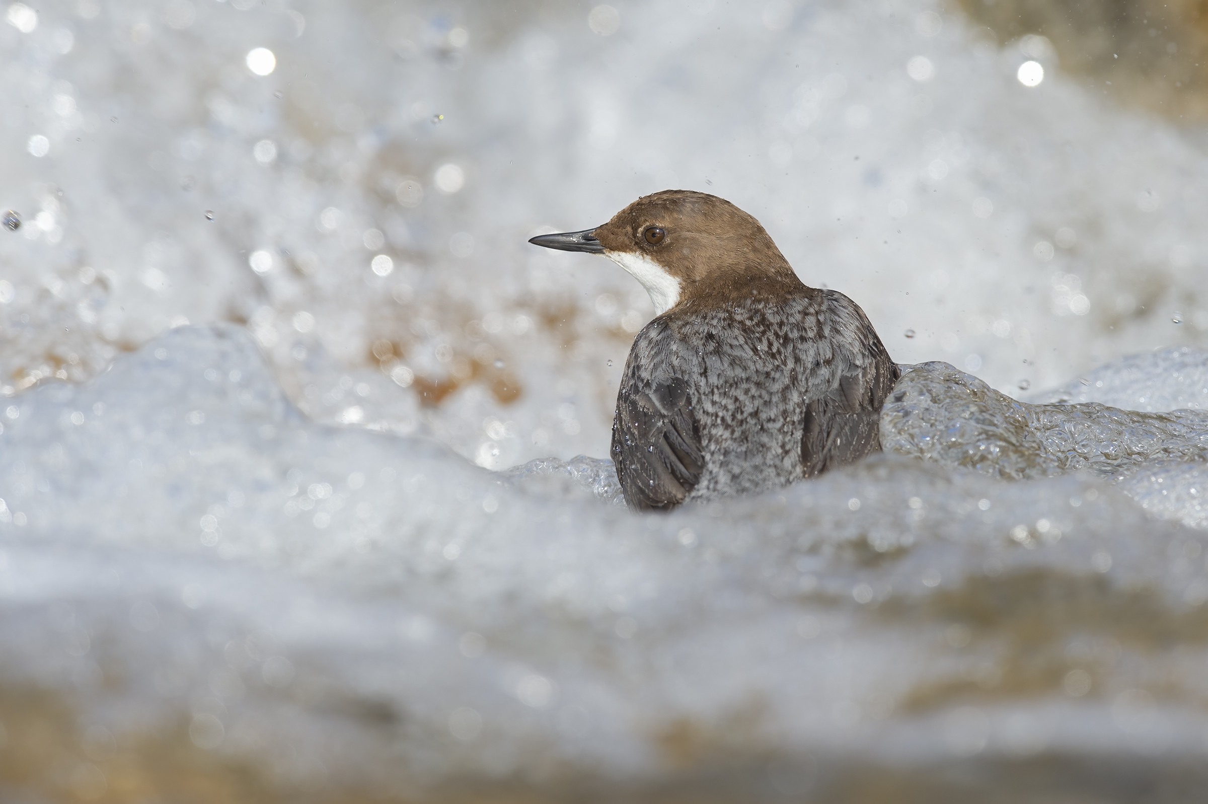 Merlo acquaiolo (Cinclus cinclus)