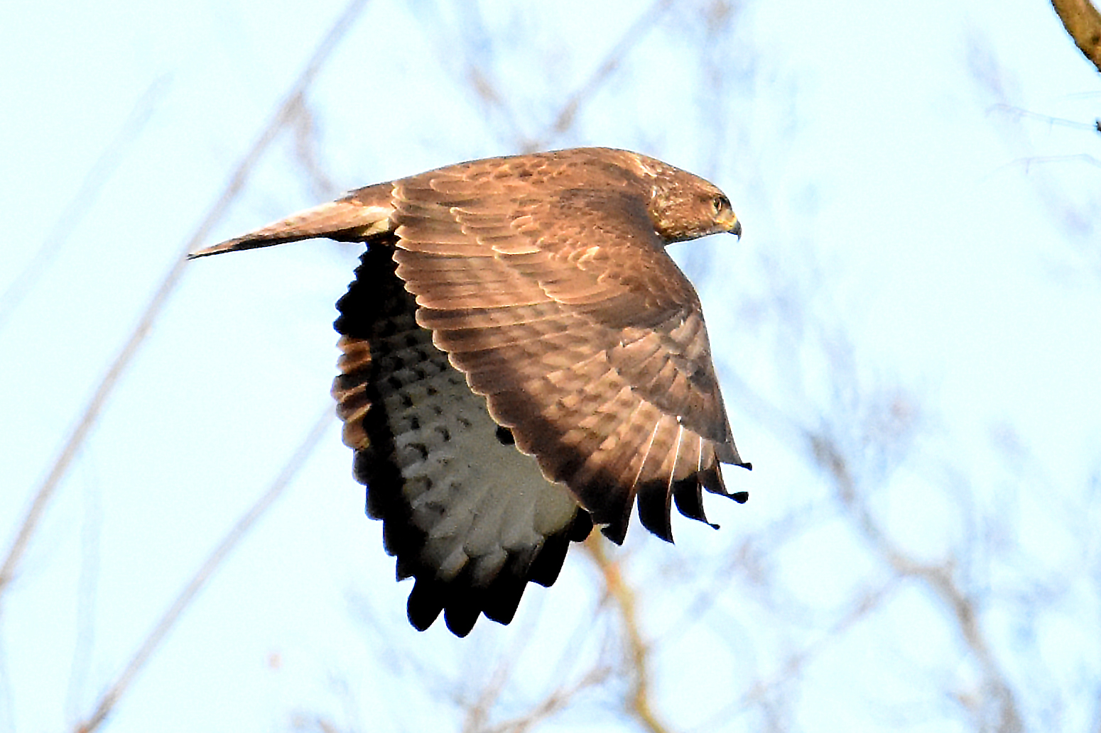Buzzard