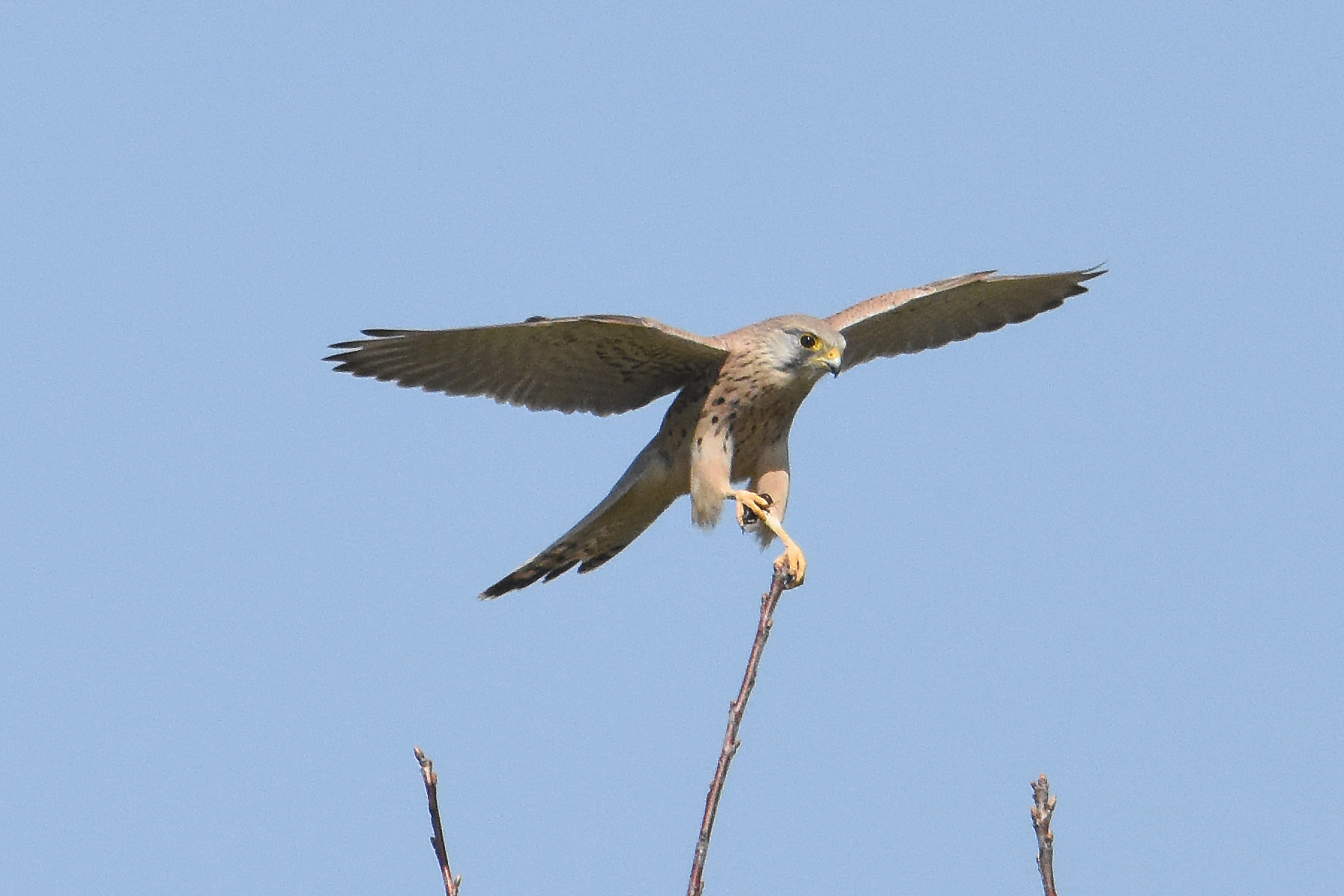 Kestrel