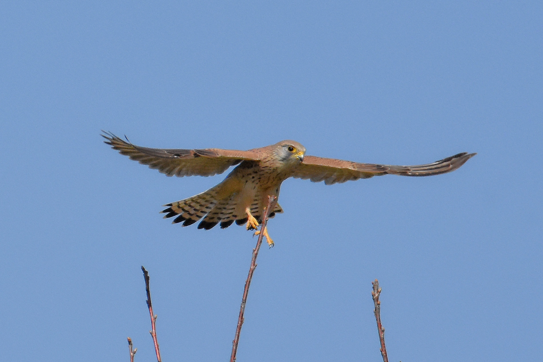 Kestrel