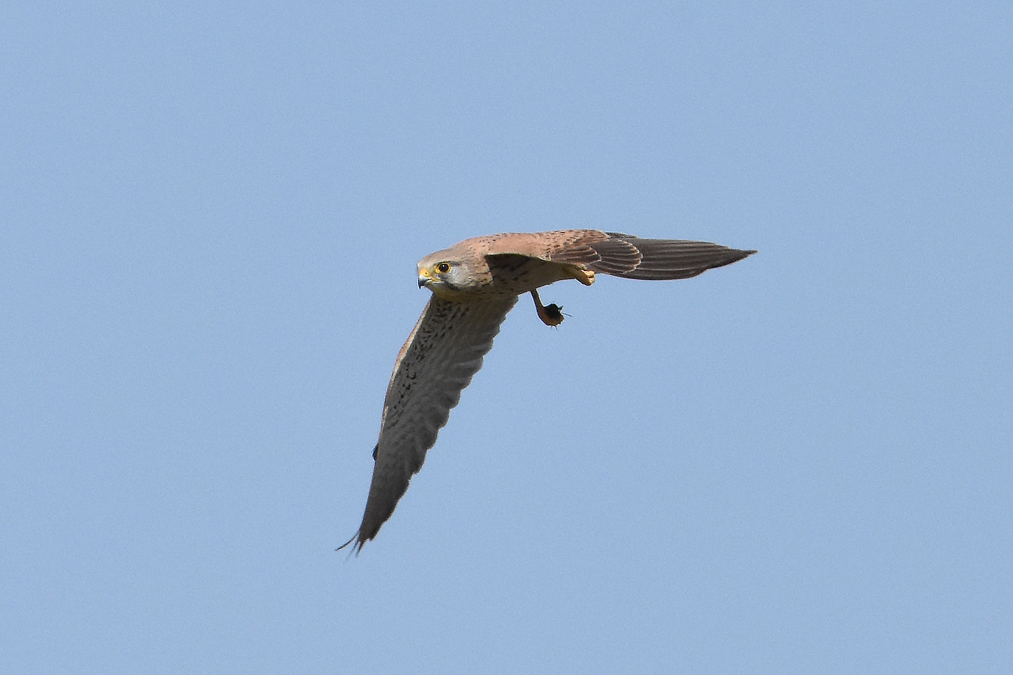 Kestrel