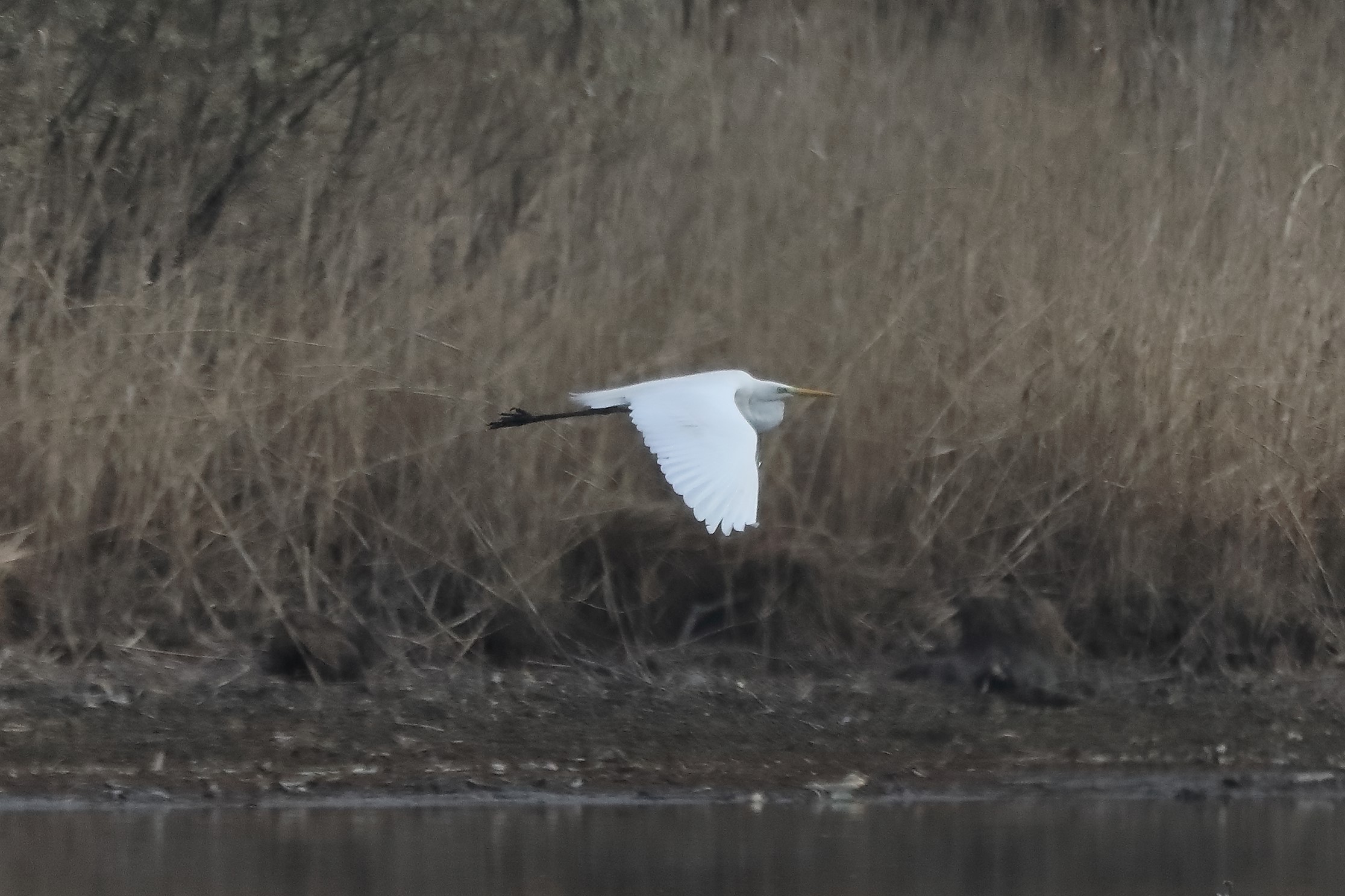 white major 05-03-2022