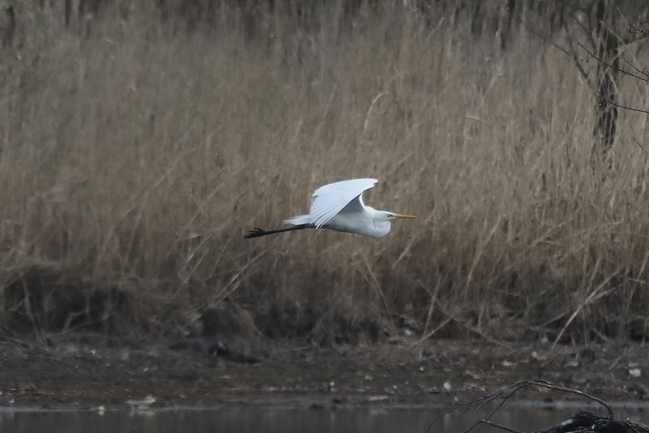 white major 05-03-2022