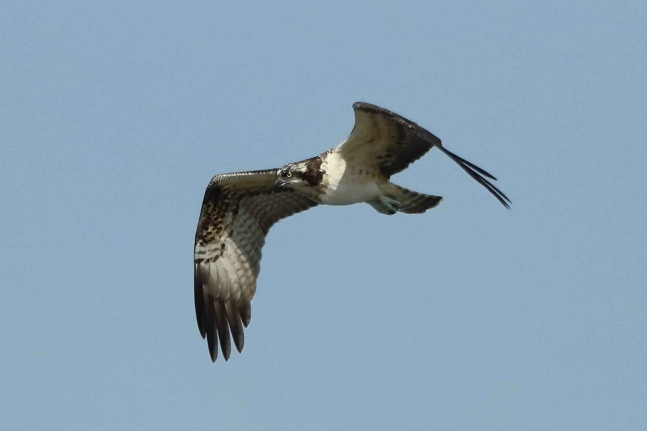 osprey September 2021