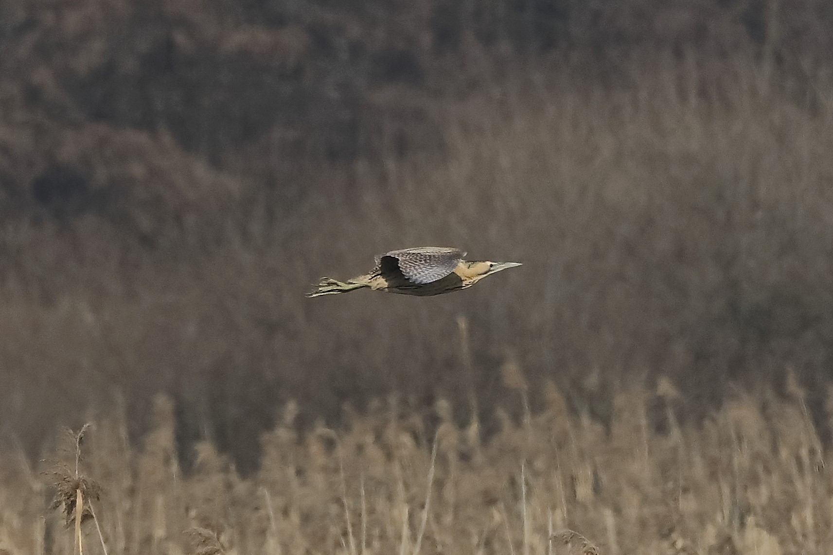 bittern 24-01-2022