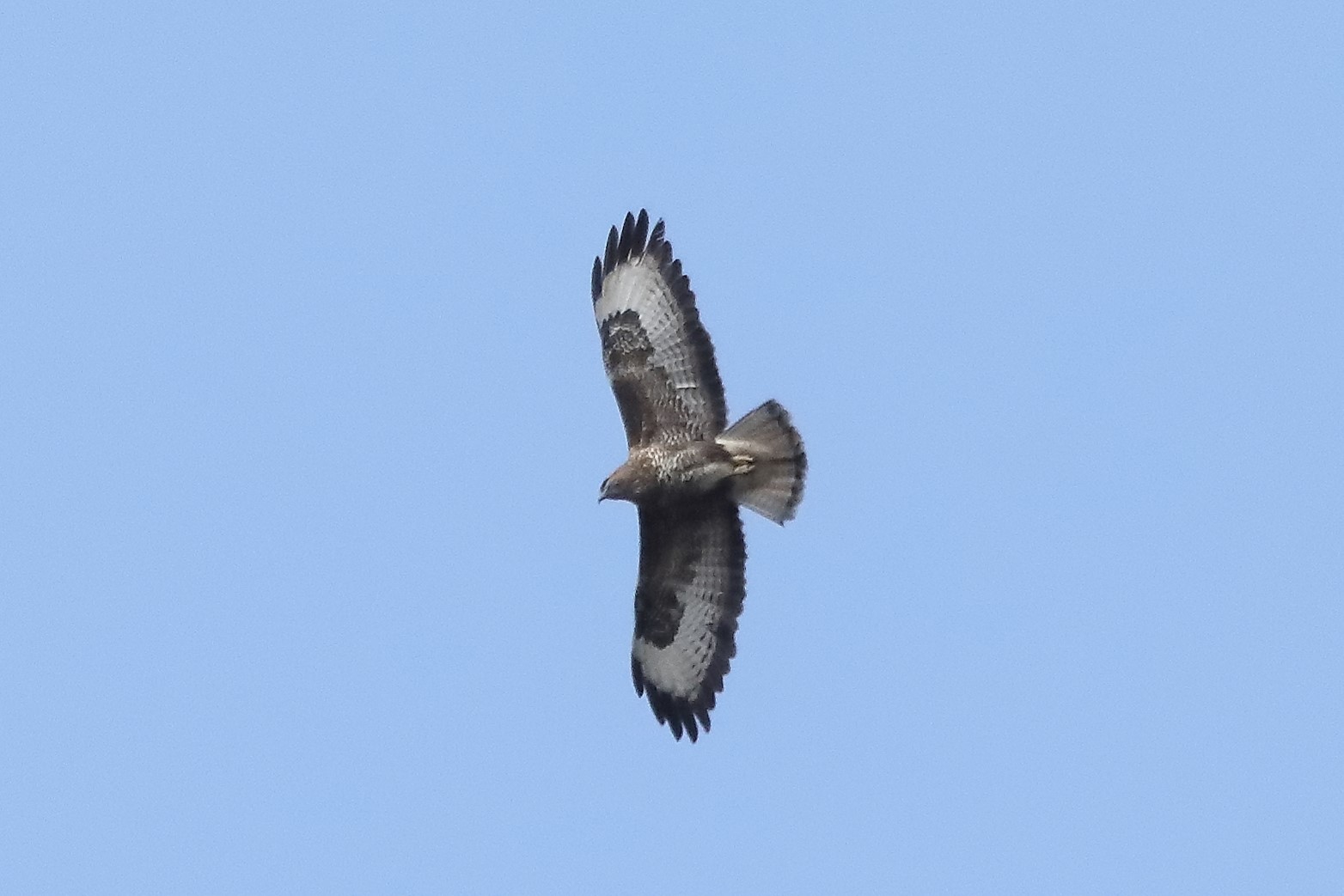 buzzard 06-03-2022