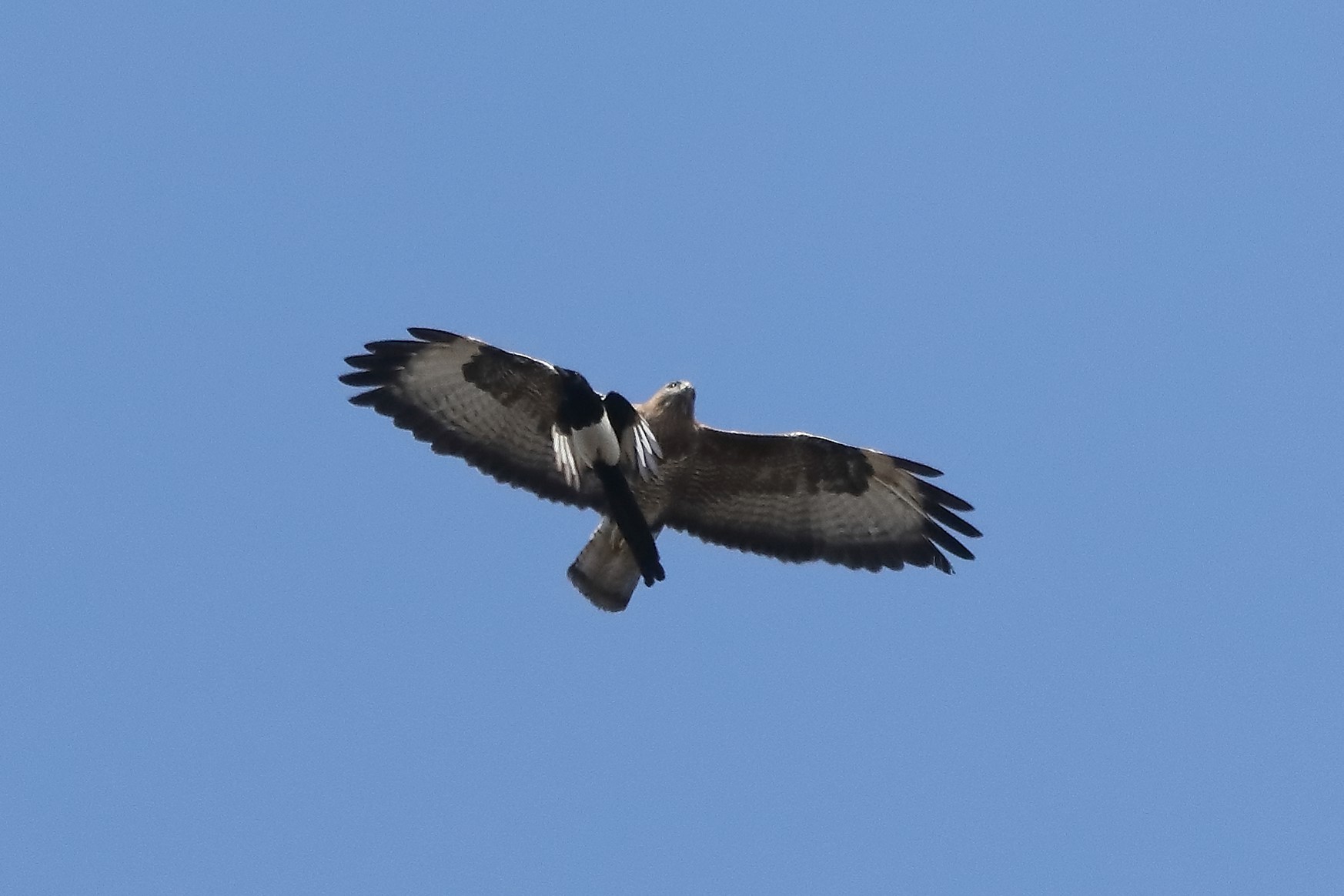 buzzard vs magpie 09-03-2020