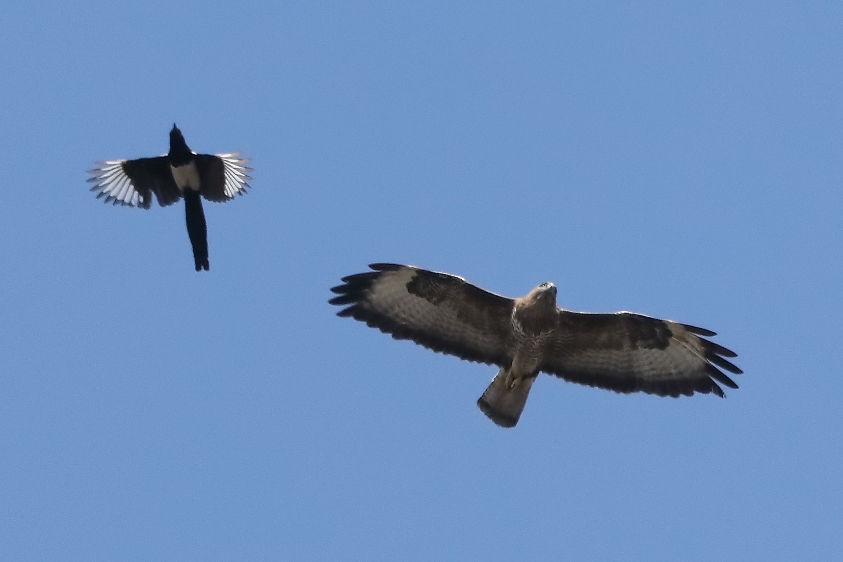 buzzard vs magpie 09-03-2020