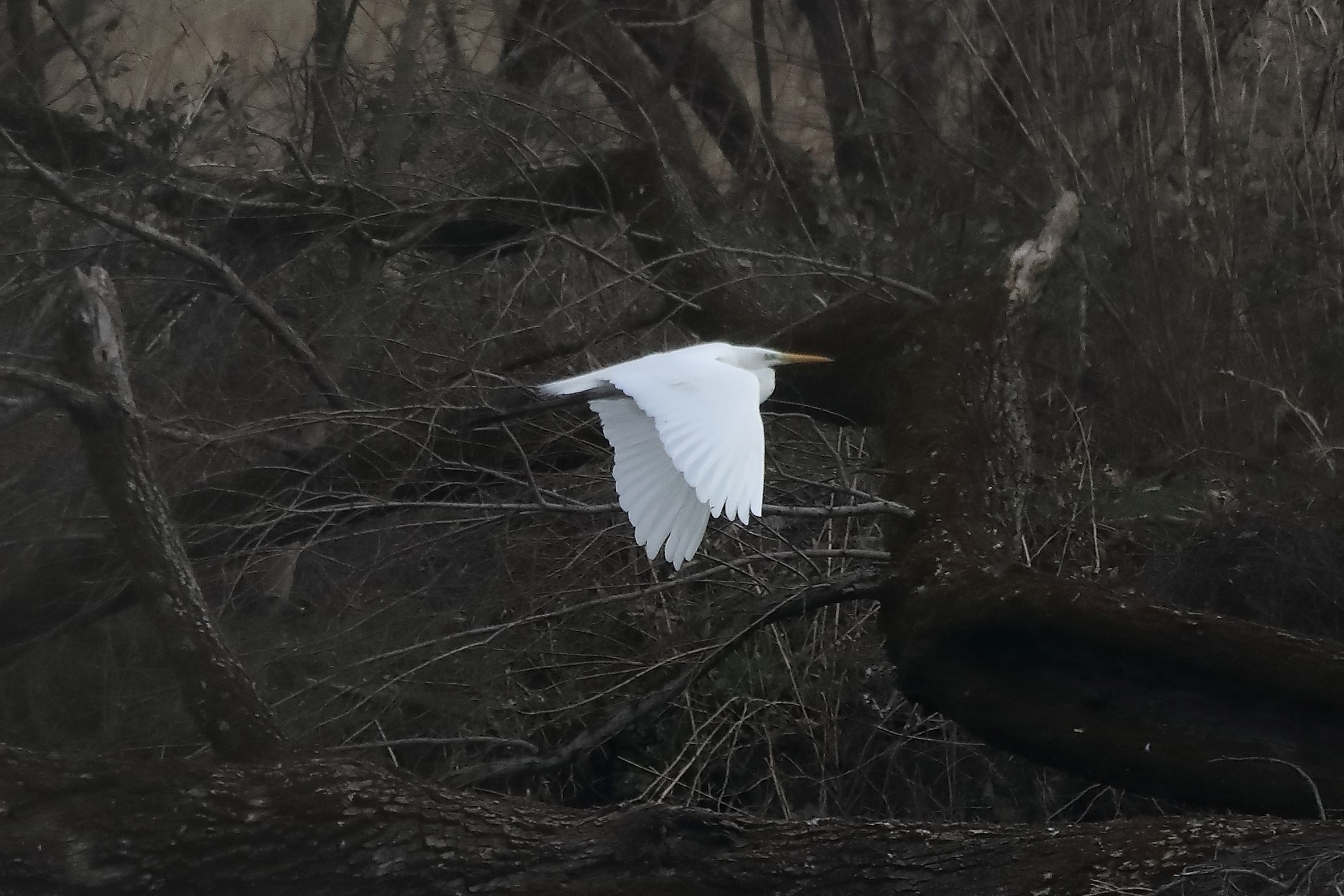 white major 05-03-2022