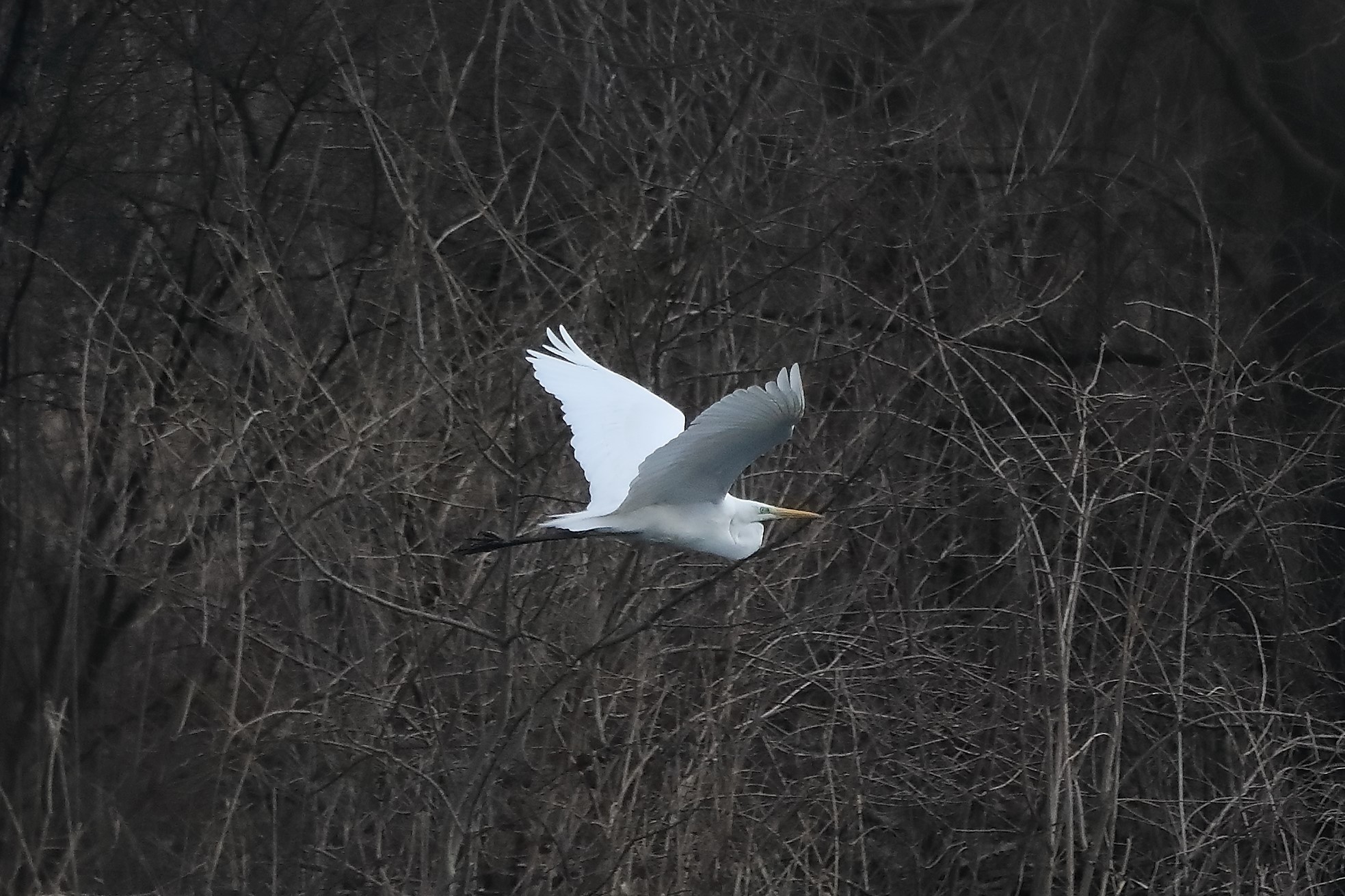 white major 05-03-2022