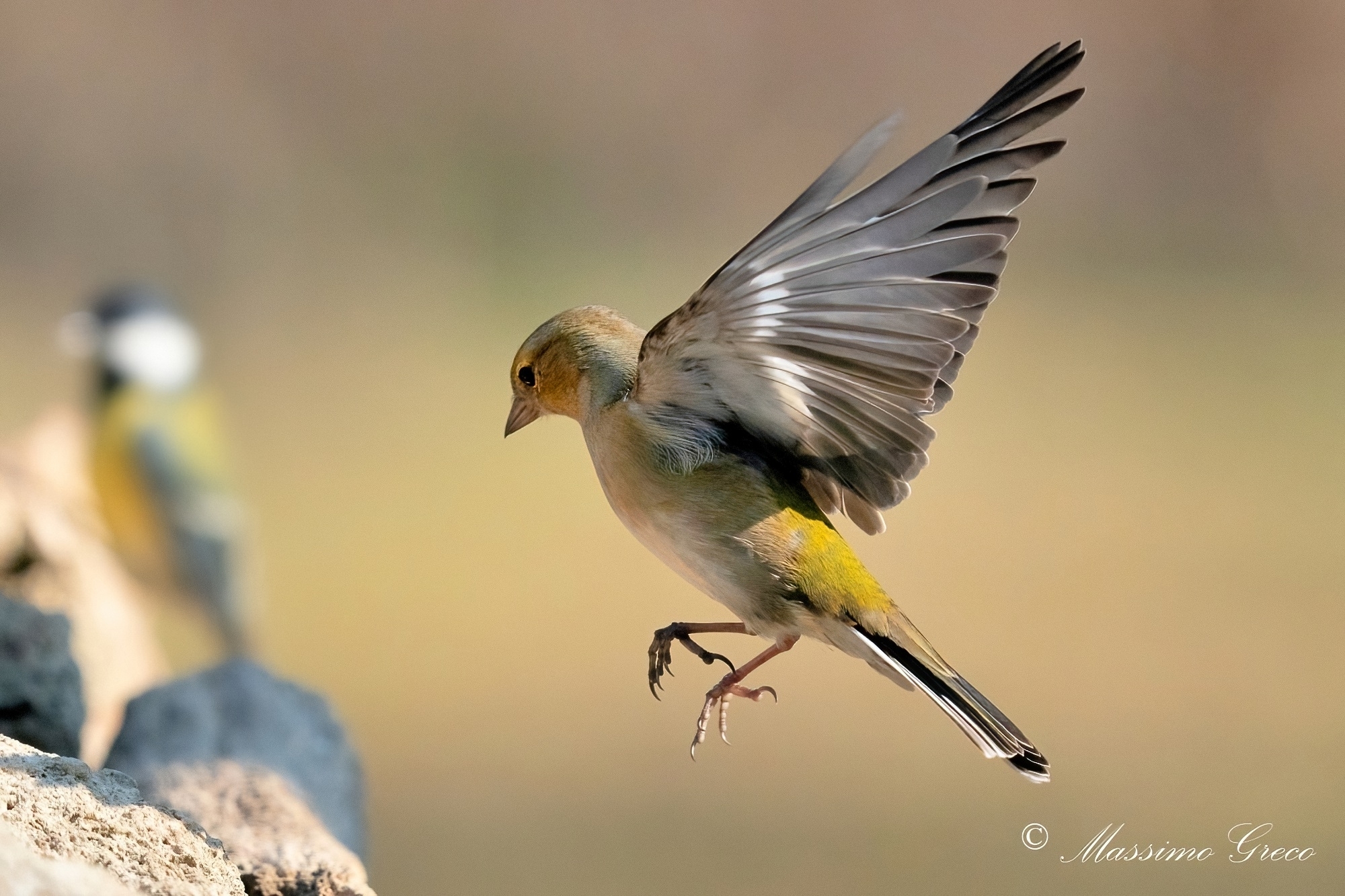 Chaffinch (Fringilla coelebs)