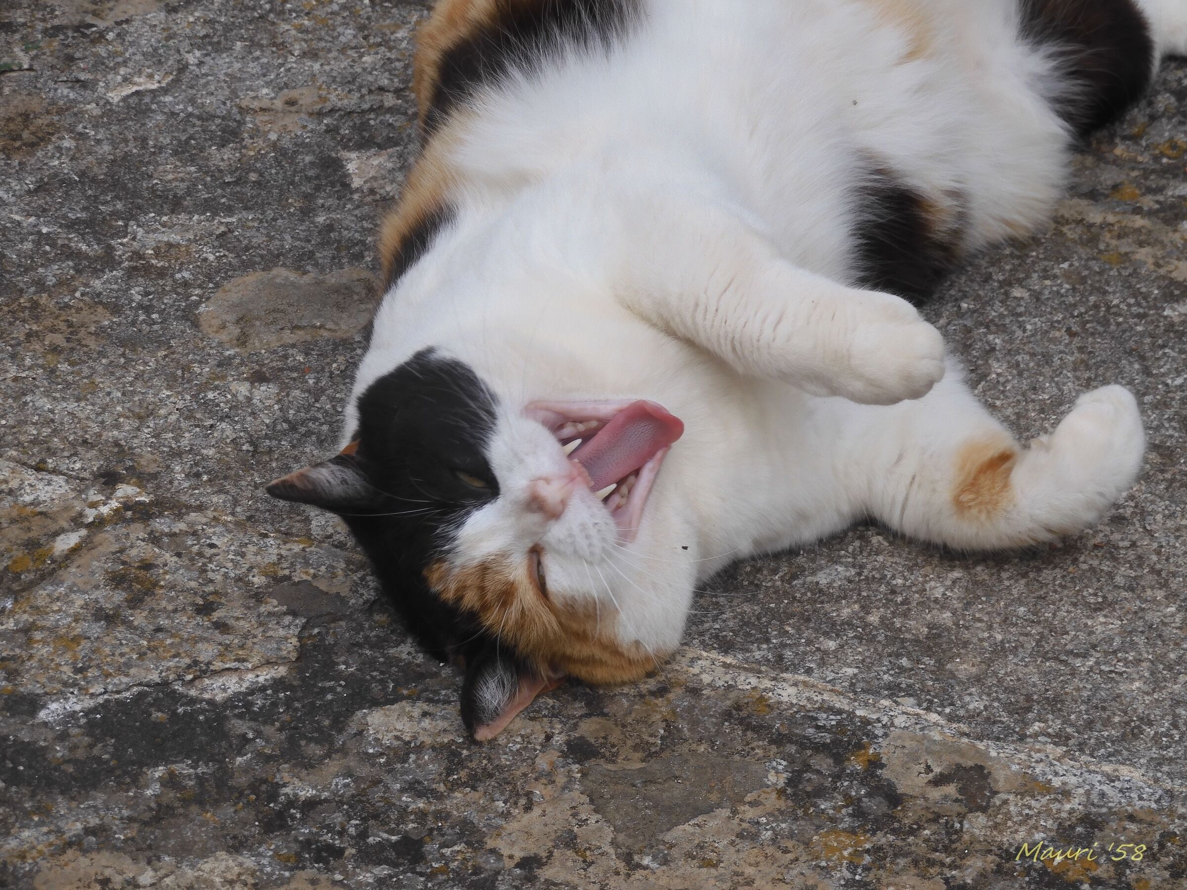 Ah! Ah! Mi spancio dal ridere