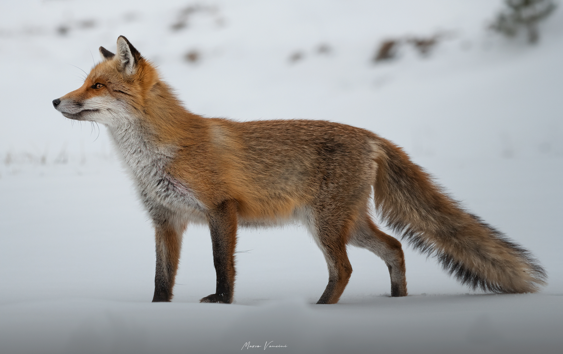 FOX beauty and elegance