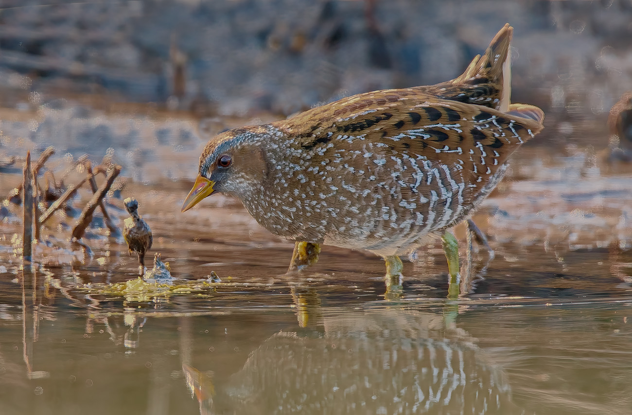 Voltolino (Porzana porzana)