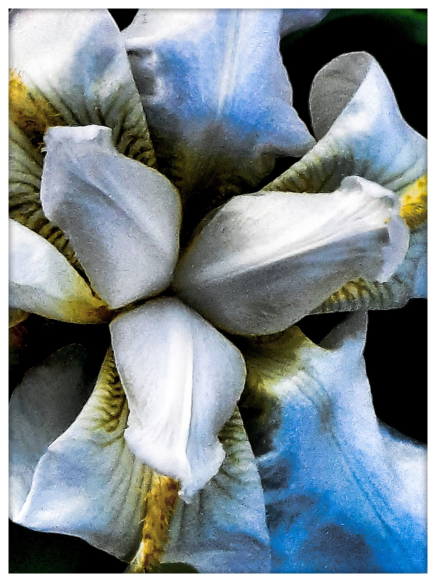 Iris