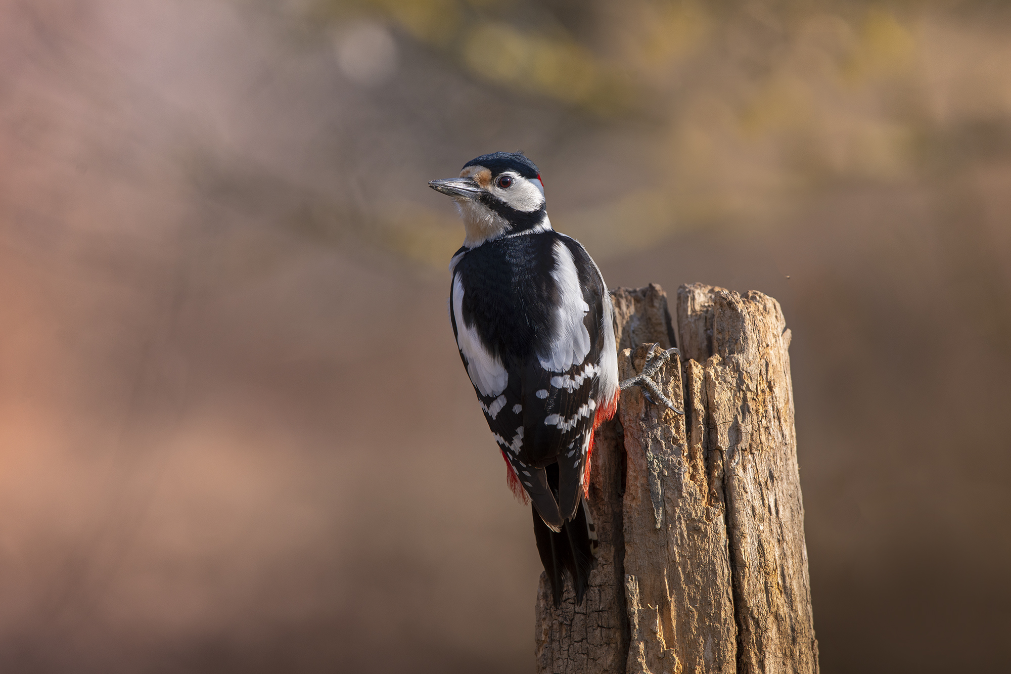 Picchio rosso maggiore