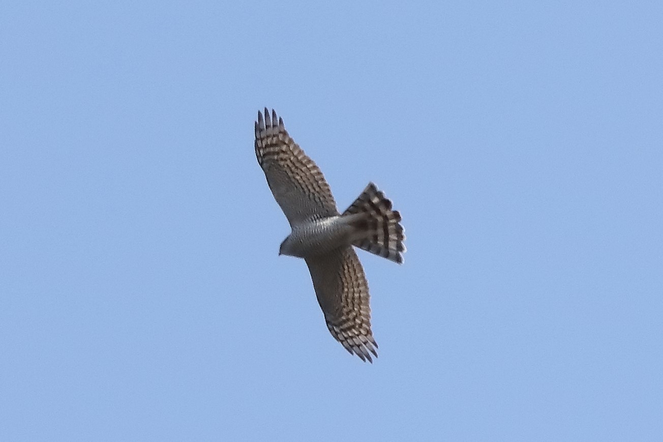 sparrowhawk 07-03-2022
