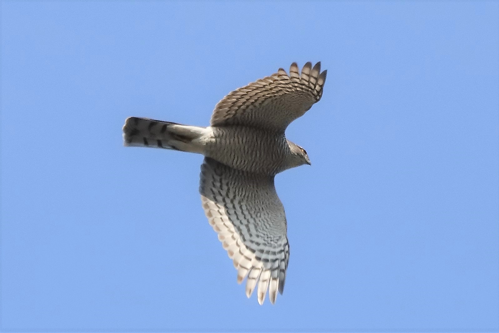 sparrowhawk 10-03-2022
