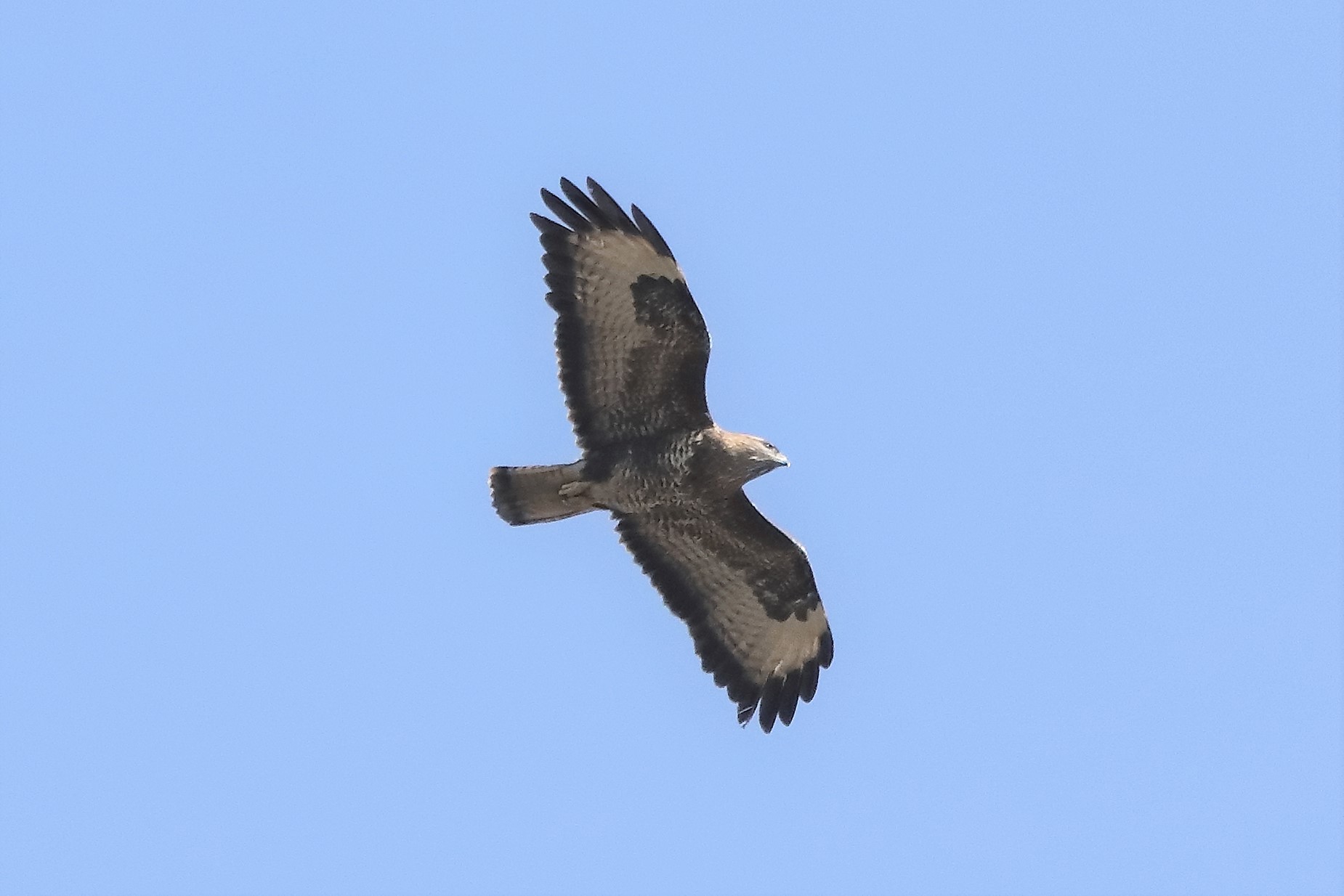 buzzard 10-03-2022