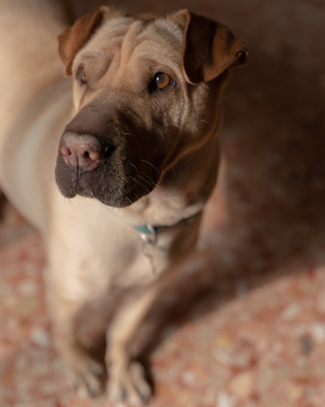 Wrinkled dog in the sun
