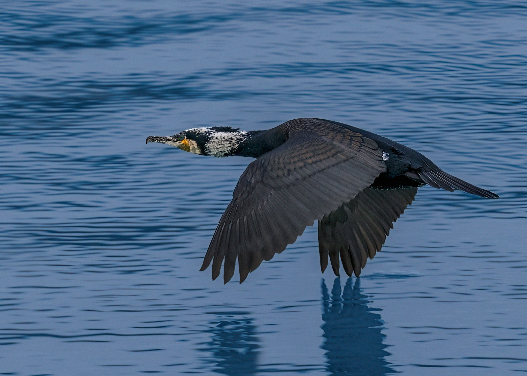 Cormorano