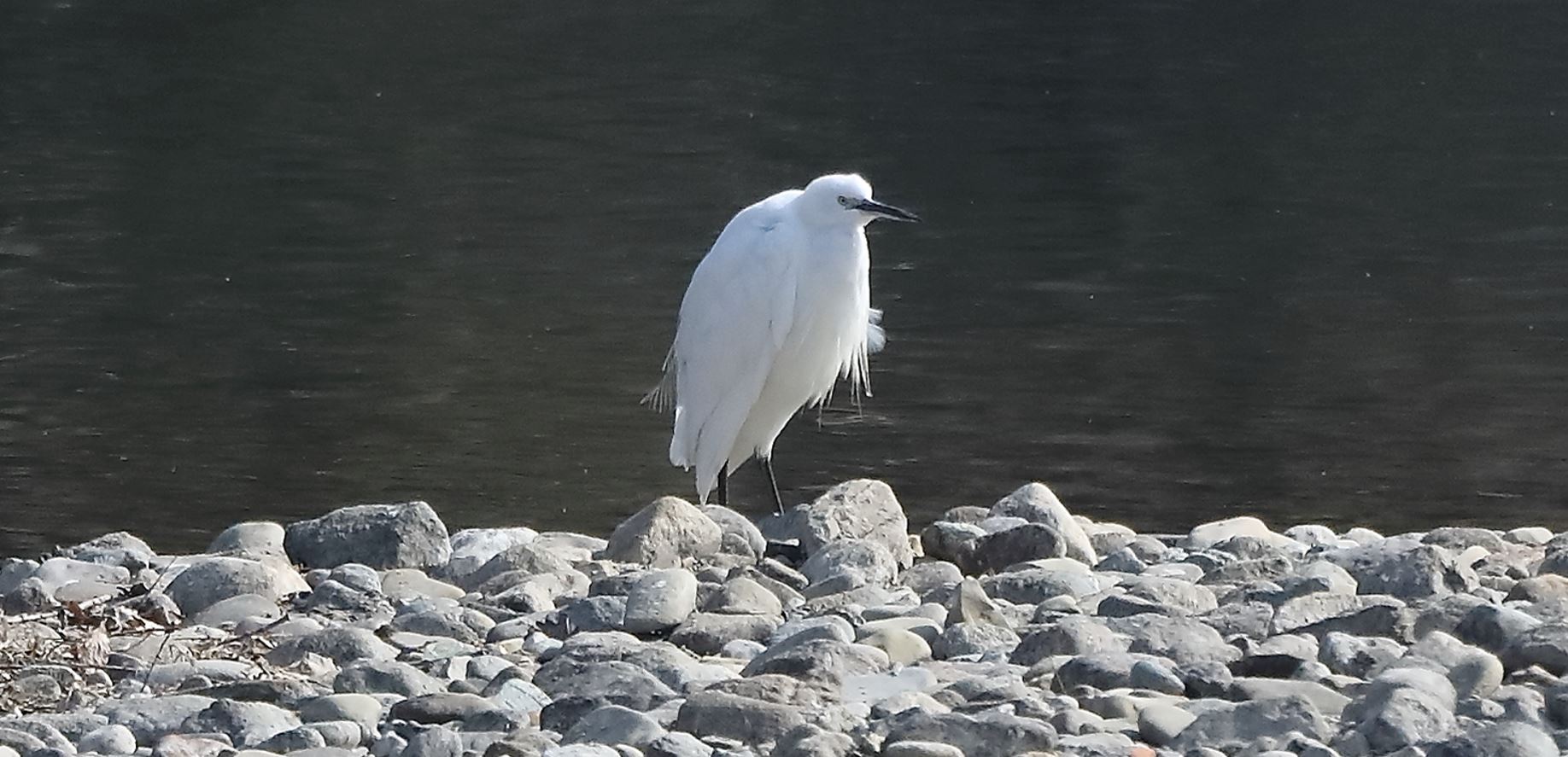 egret 14-03-2022
