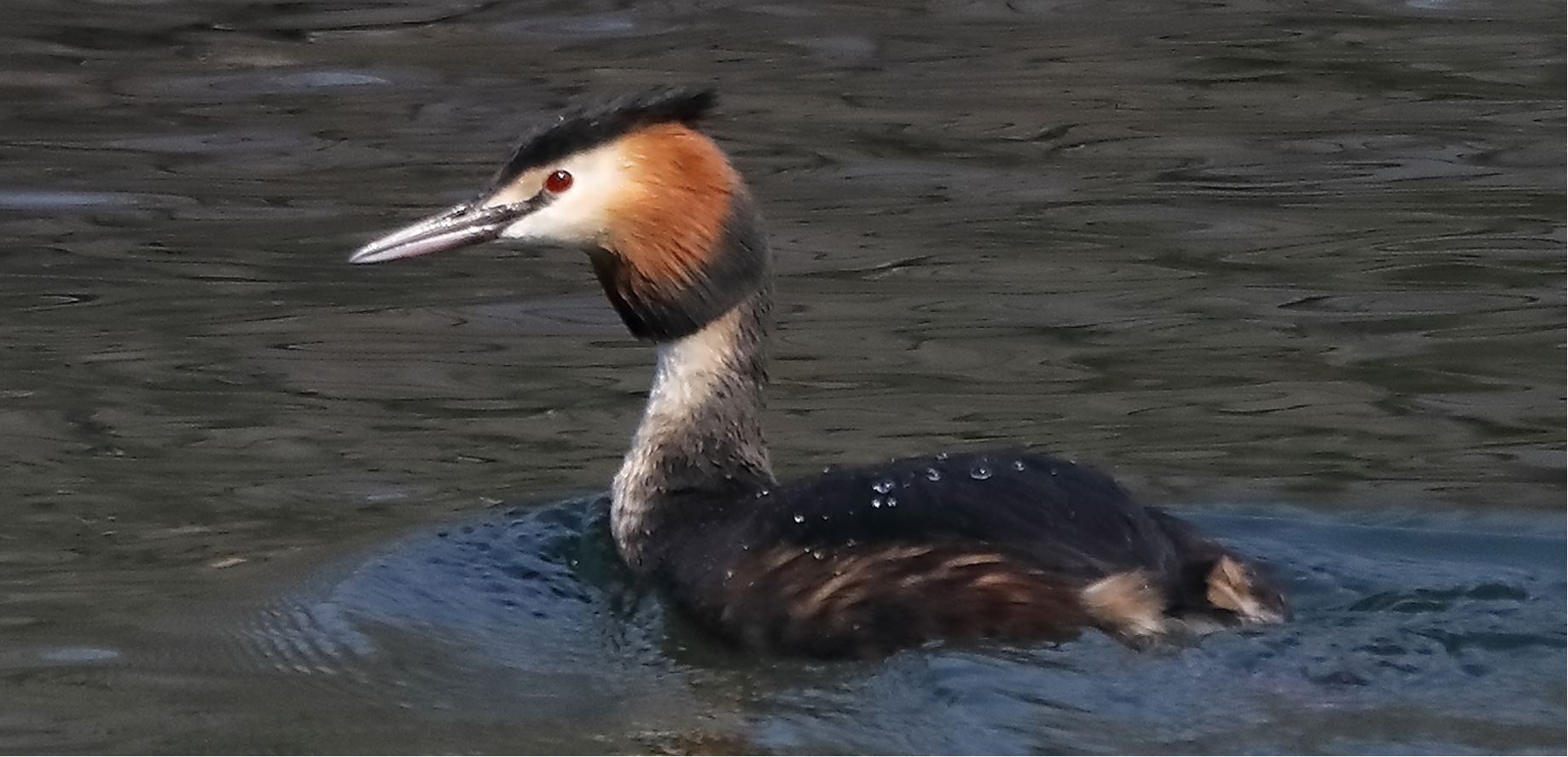 grebe 14-03-2022