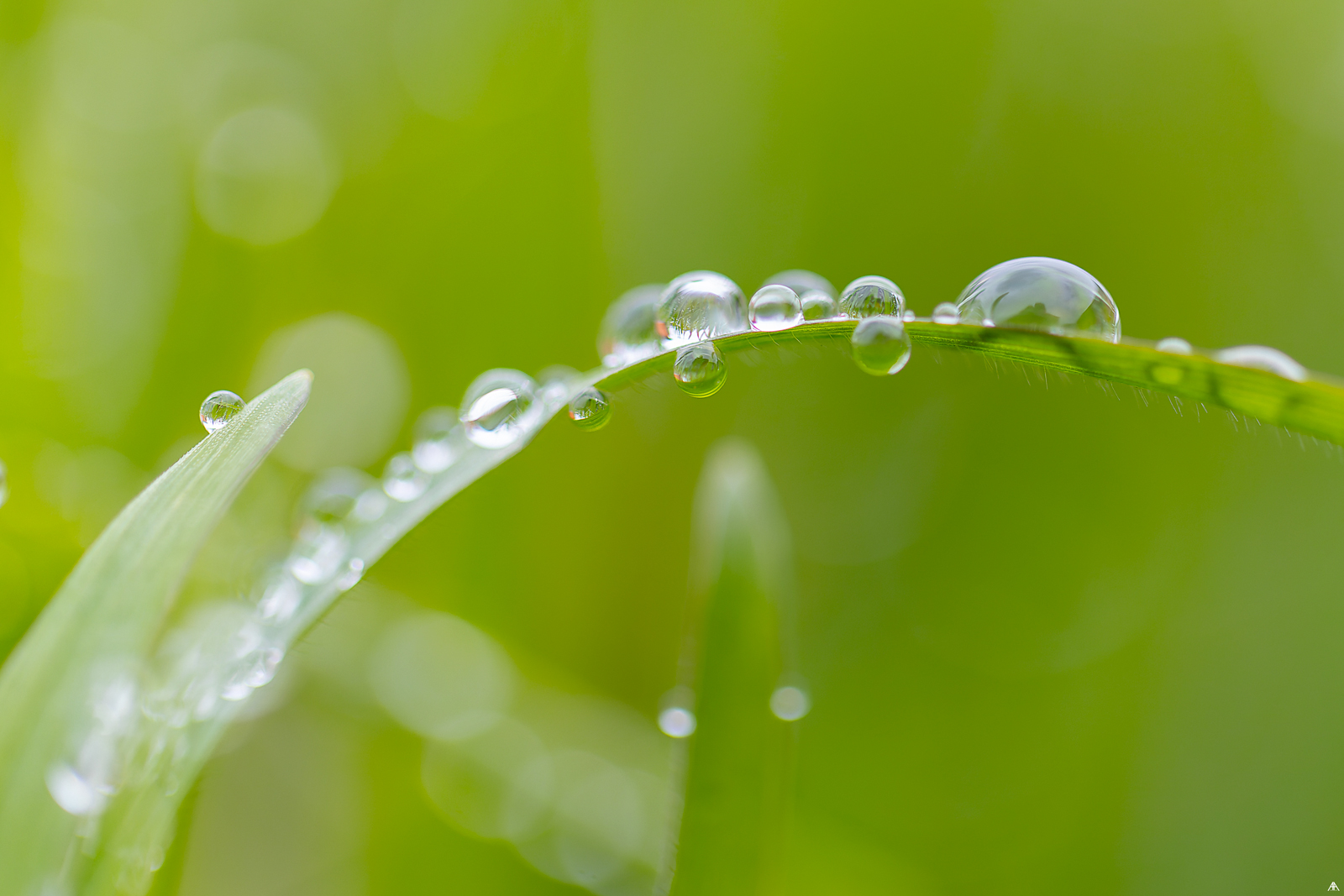 Rain drops