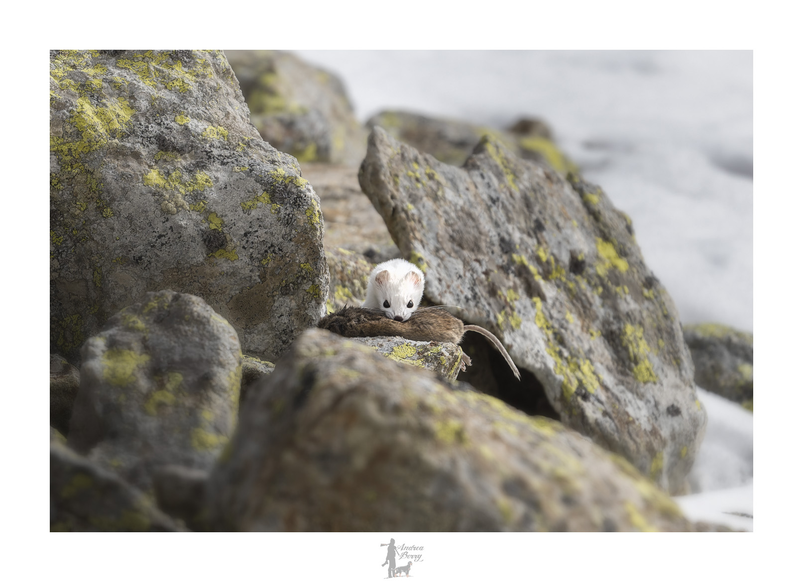 Hungry ermine