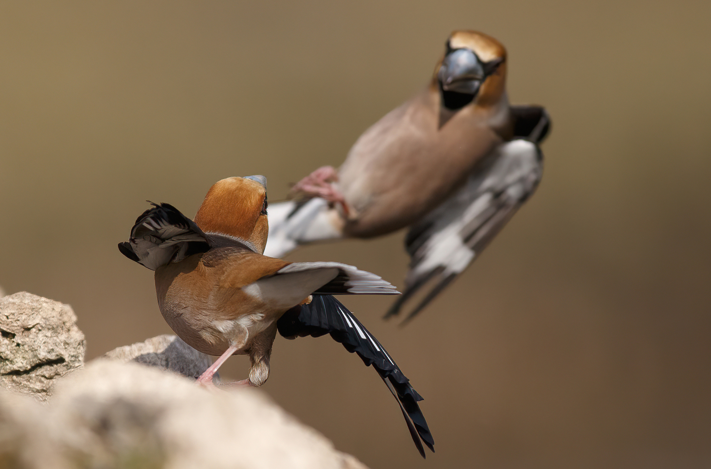 Frosoni in the fight