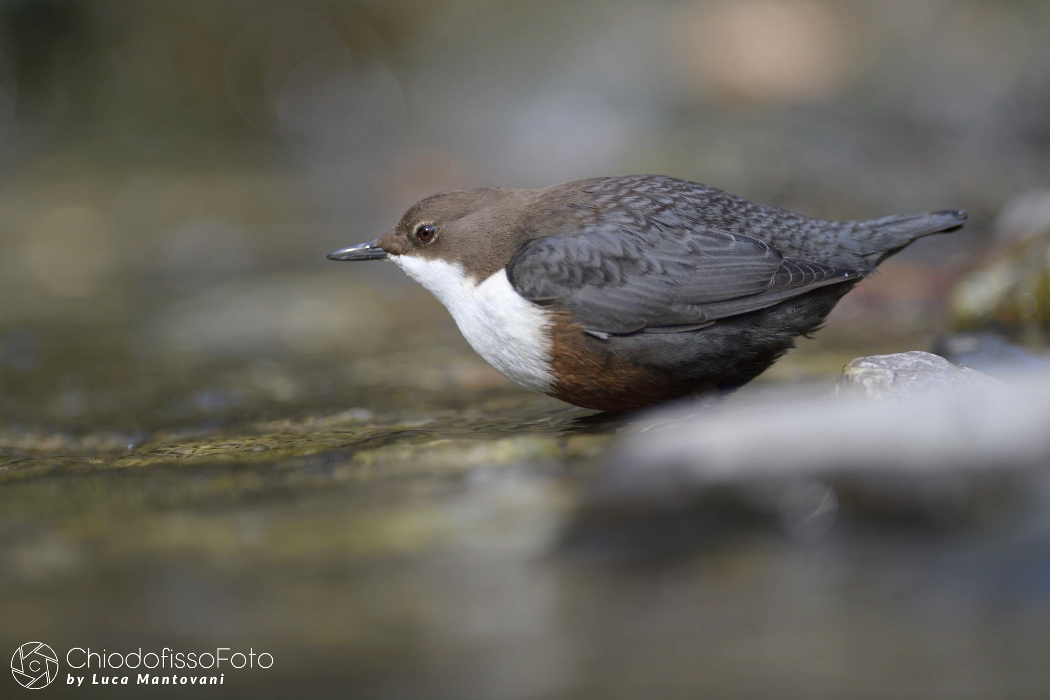 Merlo acquaiolo  - Cinclus cinclus - 1