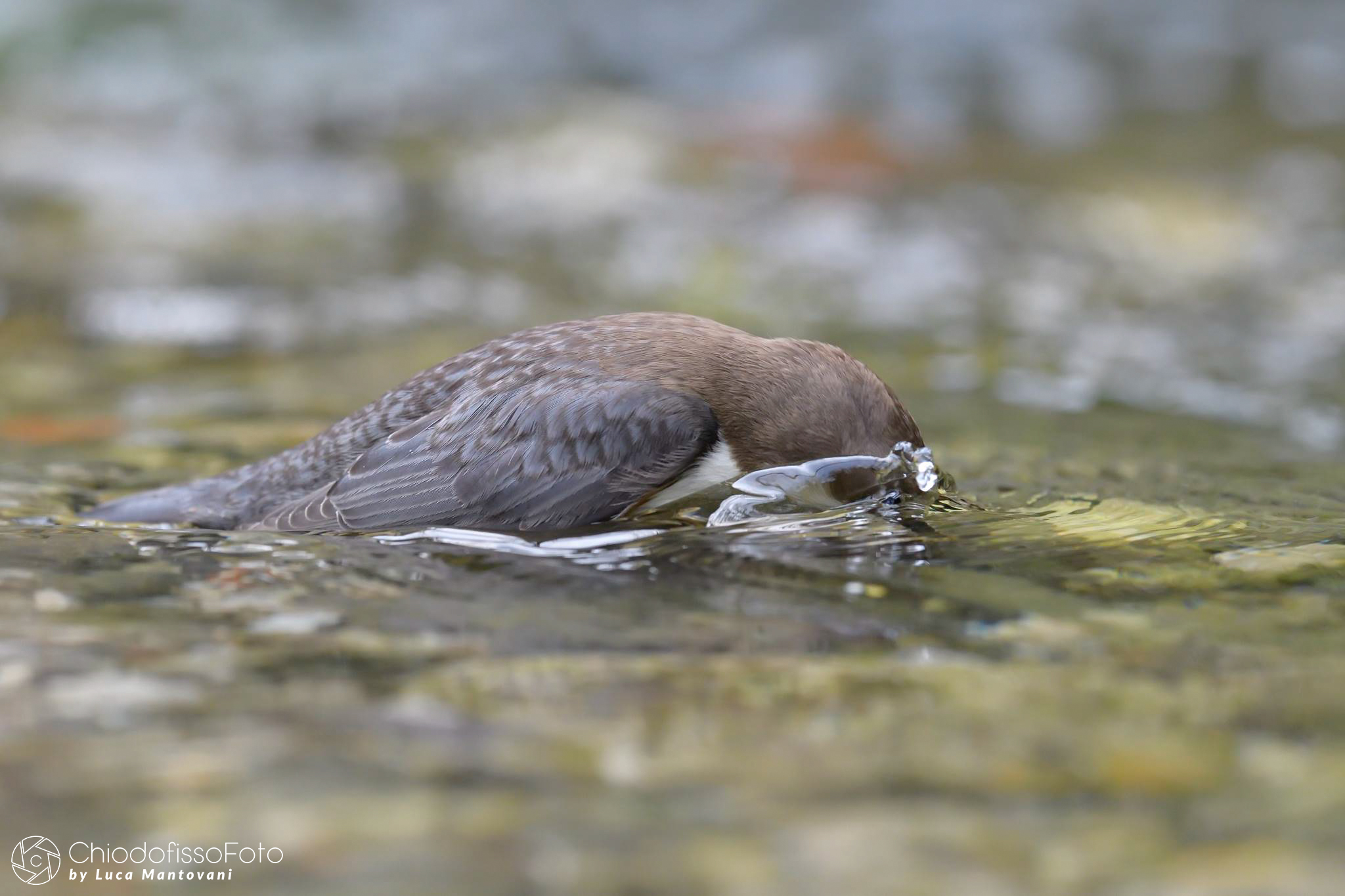 Merlo acquaiolo  - Cinclus cinclus - 2