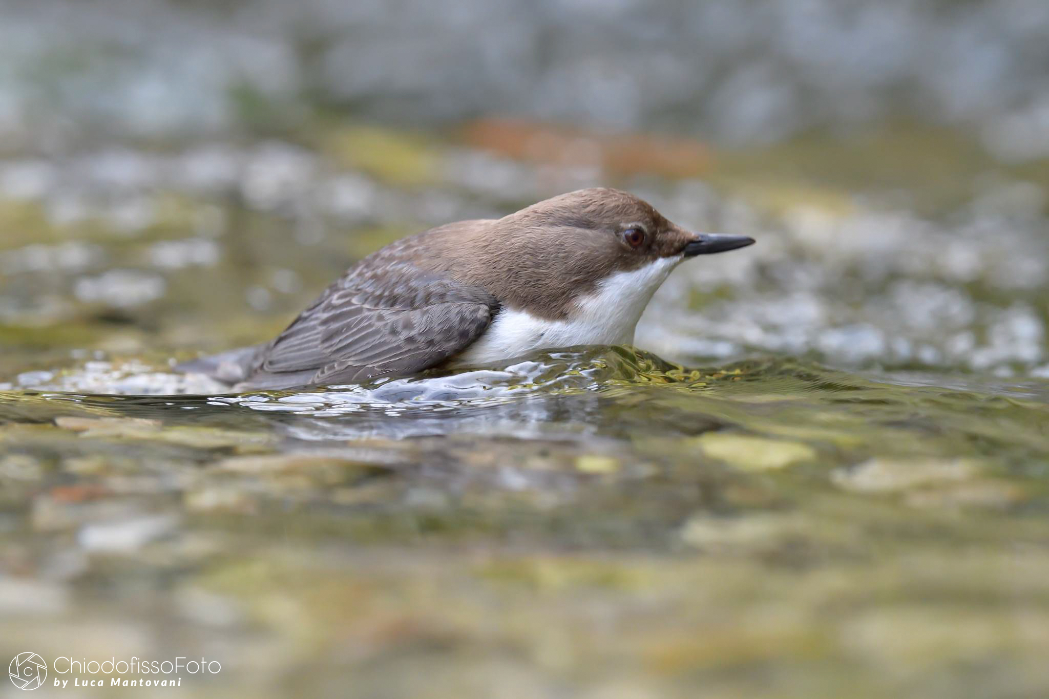 Merlo acquaiolo  - Cinclus cinclus - 3
