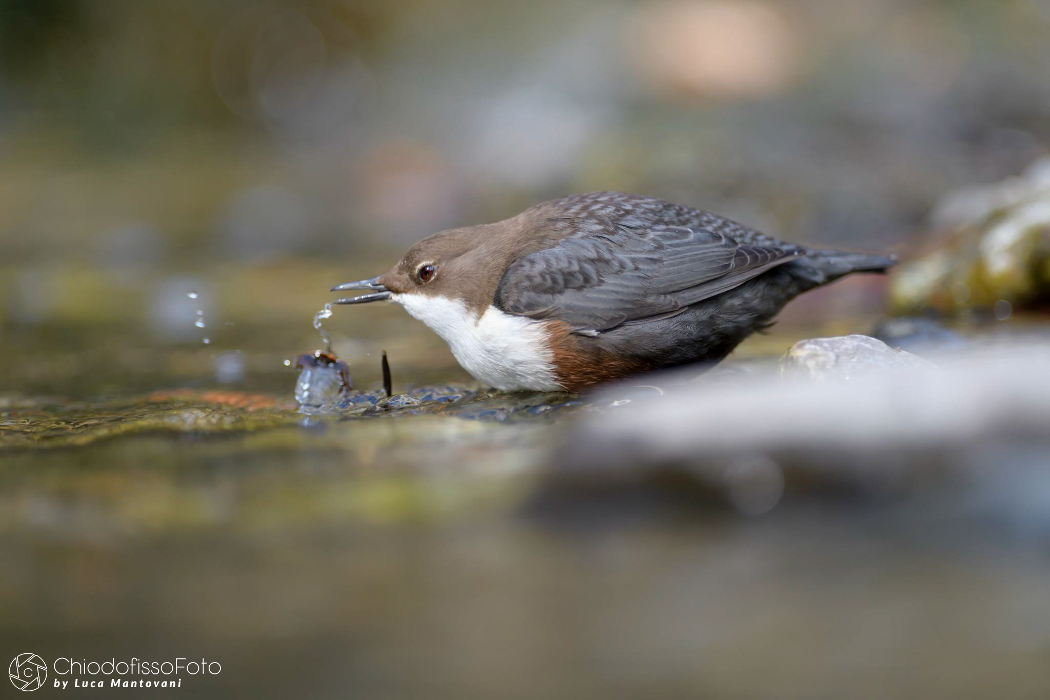 Merlo acquaiolo  - Cinclus cinclus - 4