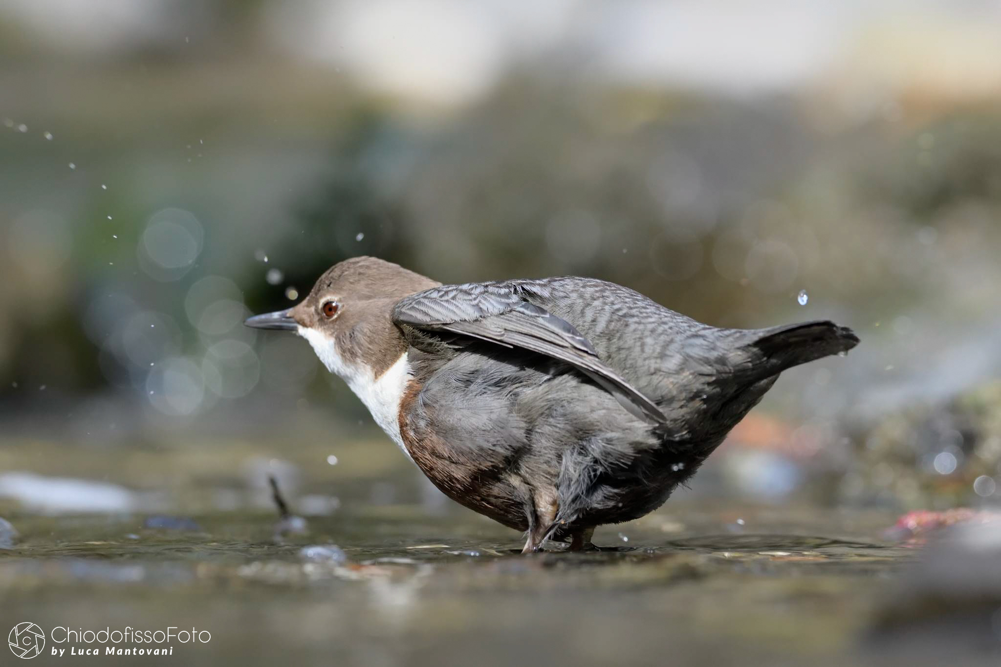 Merlo acquaiolo  - Cinclus cinclus - 5