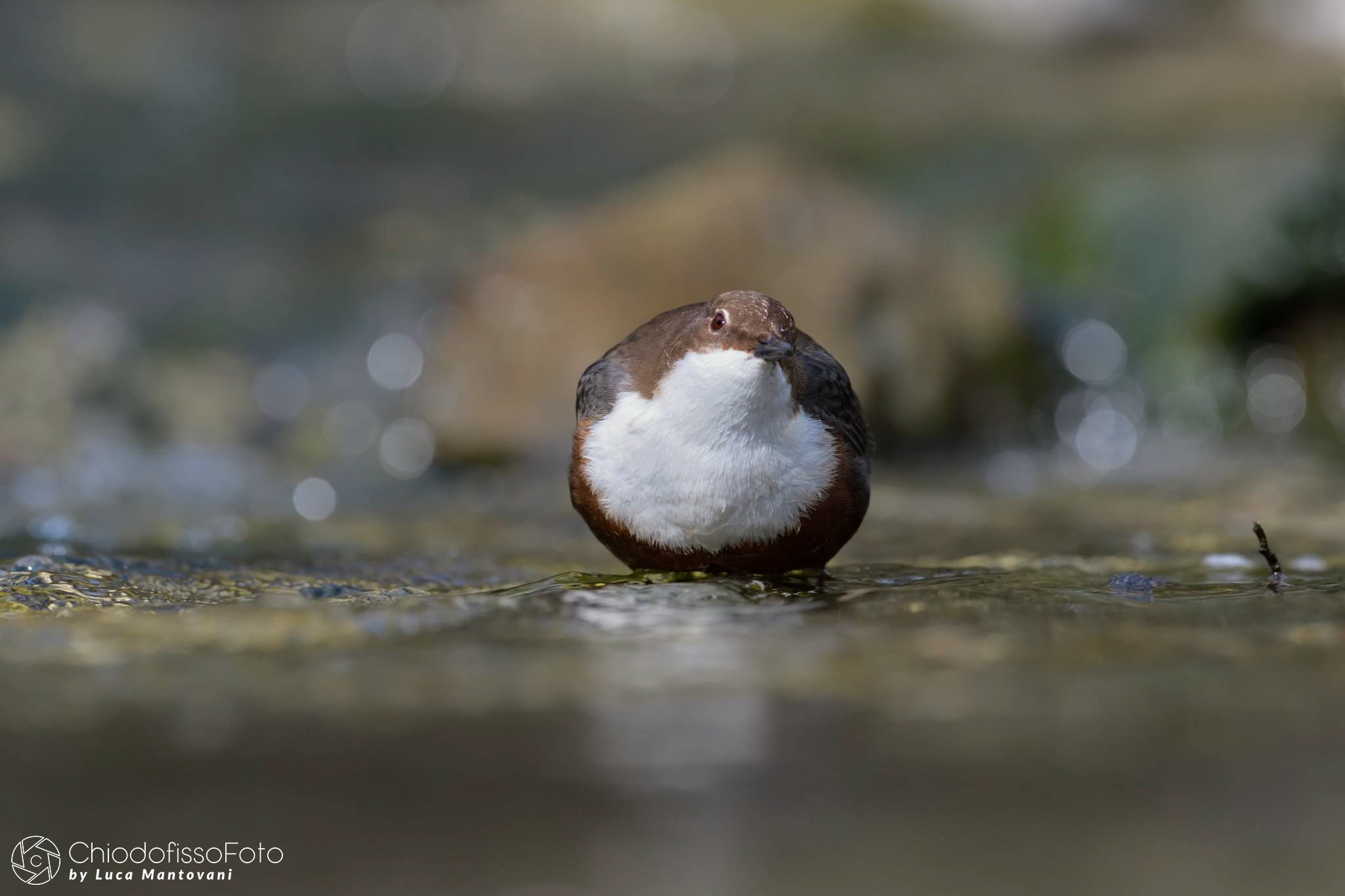 Merlo acquaiolo  - Cinclus cinclus - 6