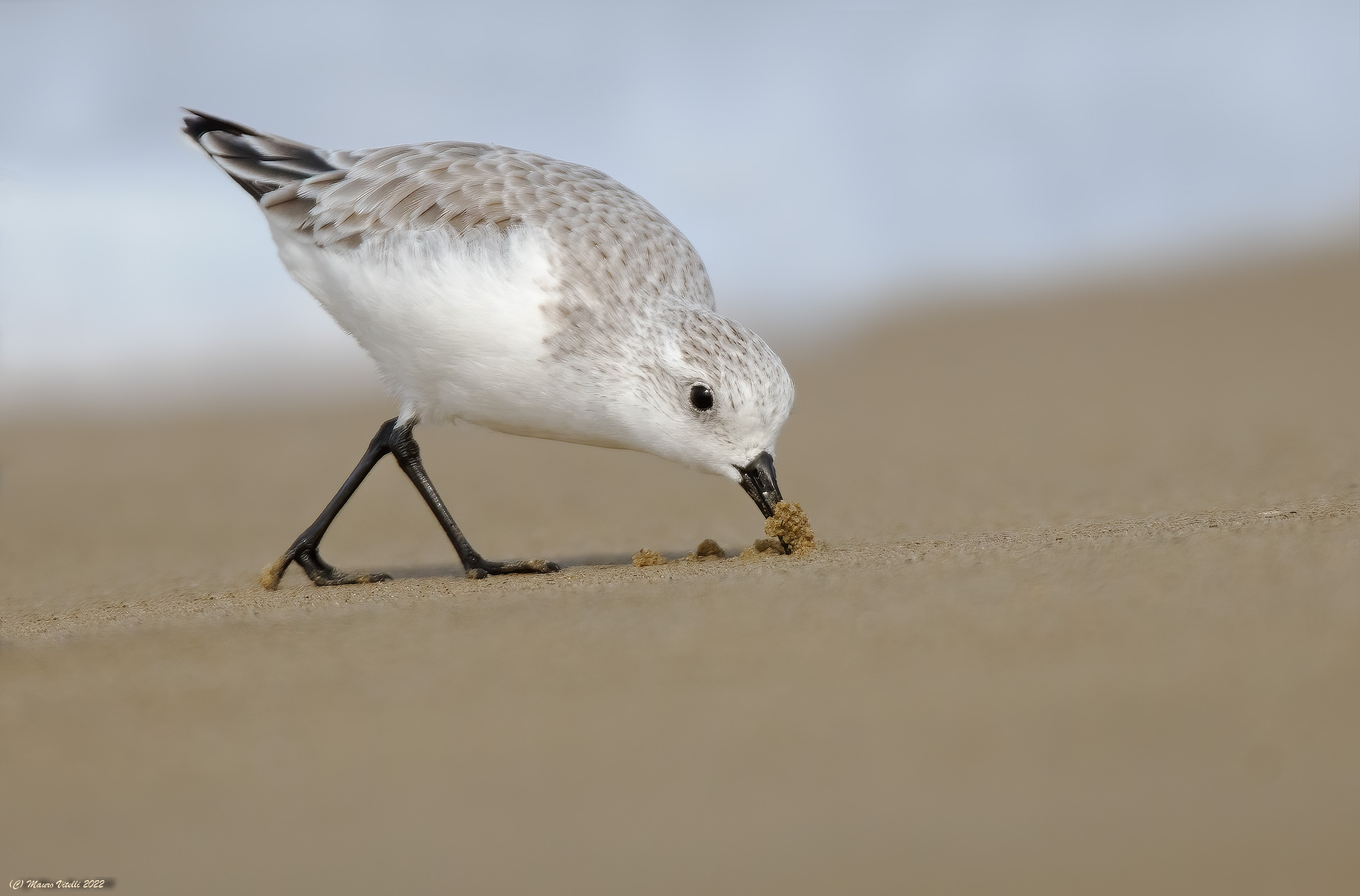 Three-toed sandpiper (Calidris alba)