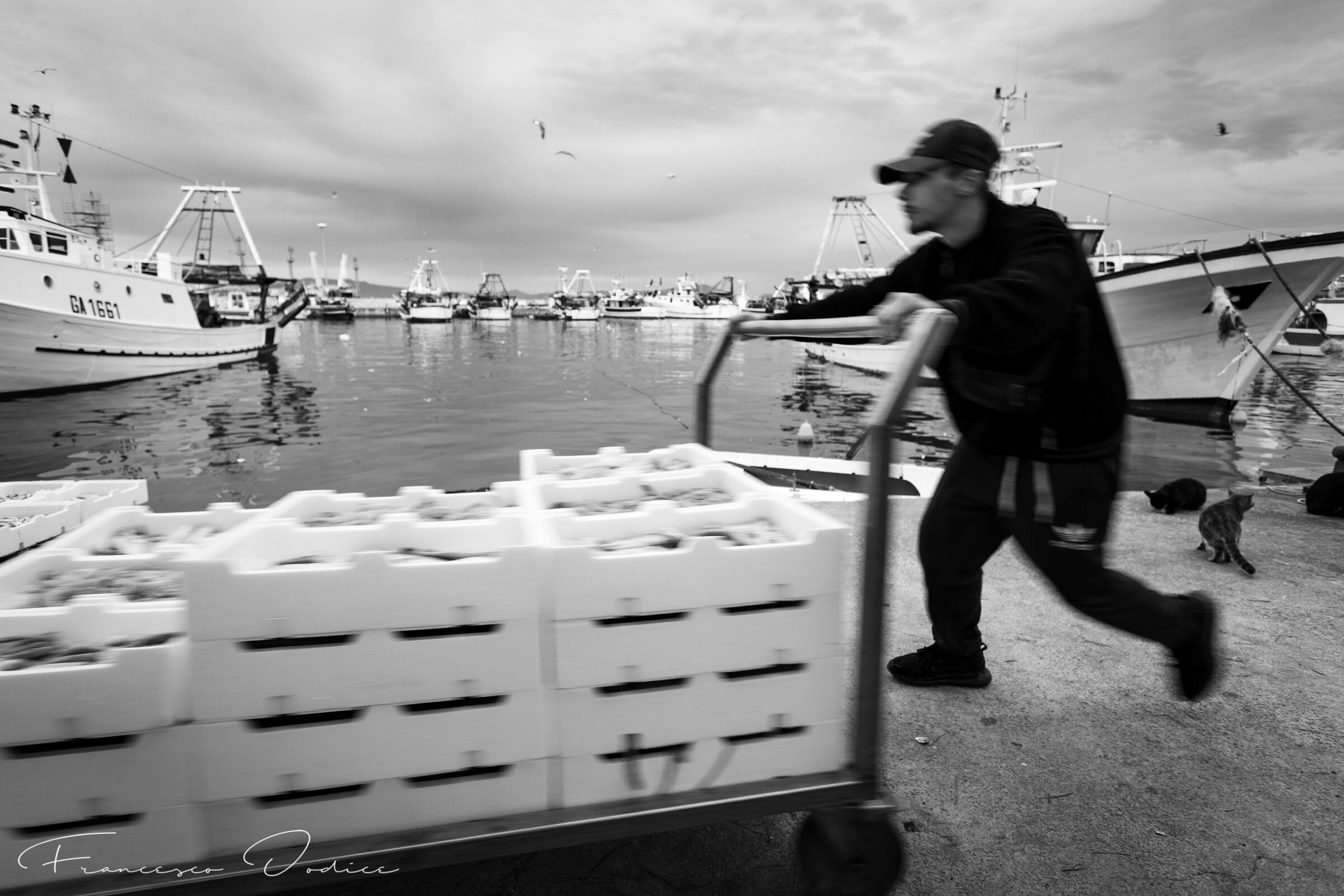 Arrival of Gaeta fishing vessels