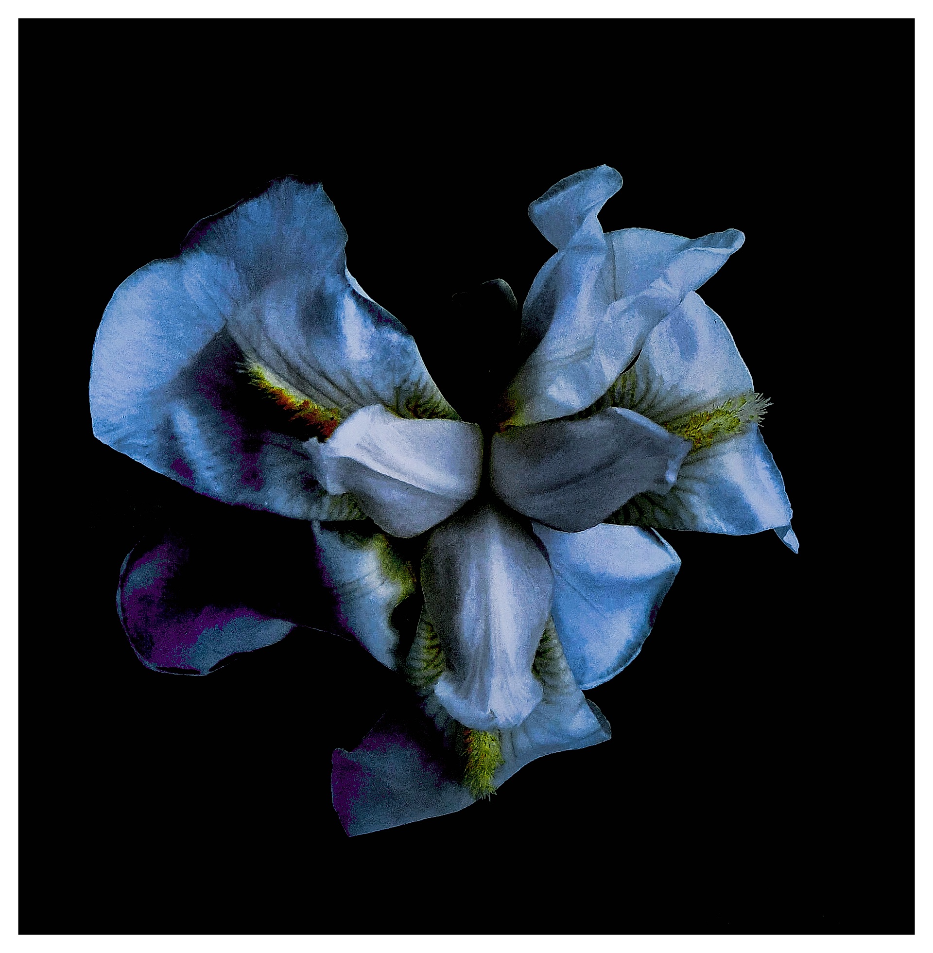 Iris
