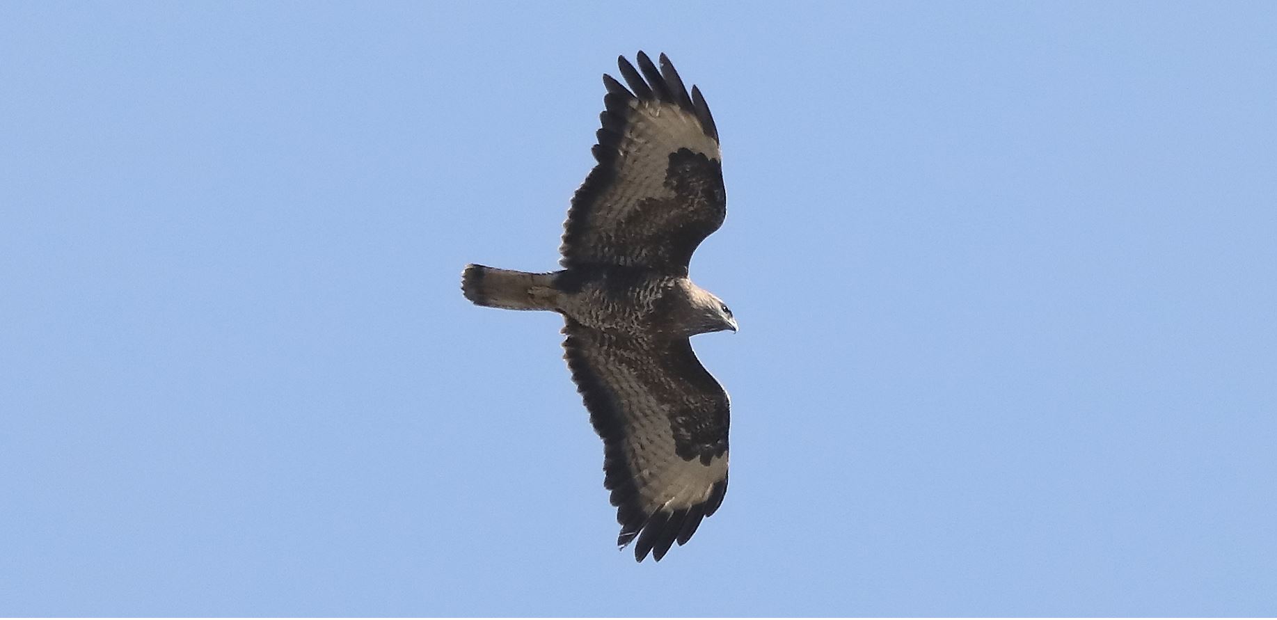 buzzard 10-03-2022