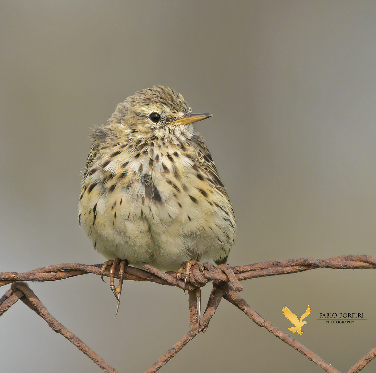 a meeting on barbed wire ... stiaccino juv.